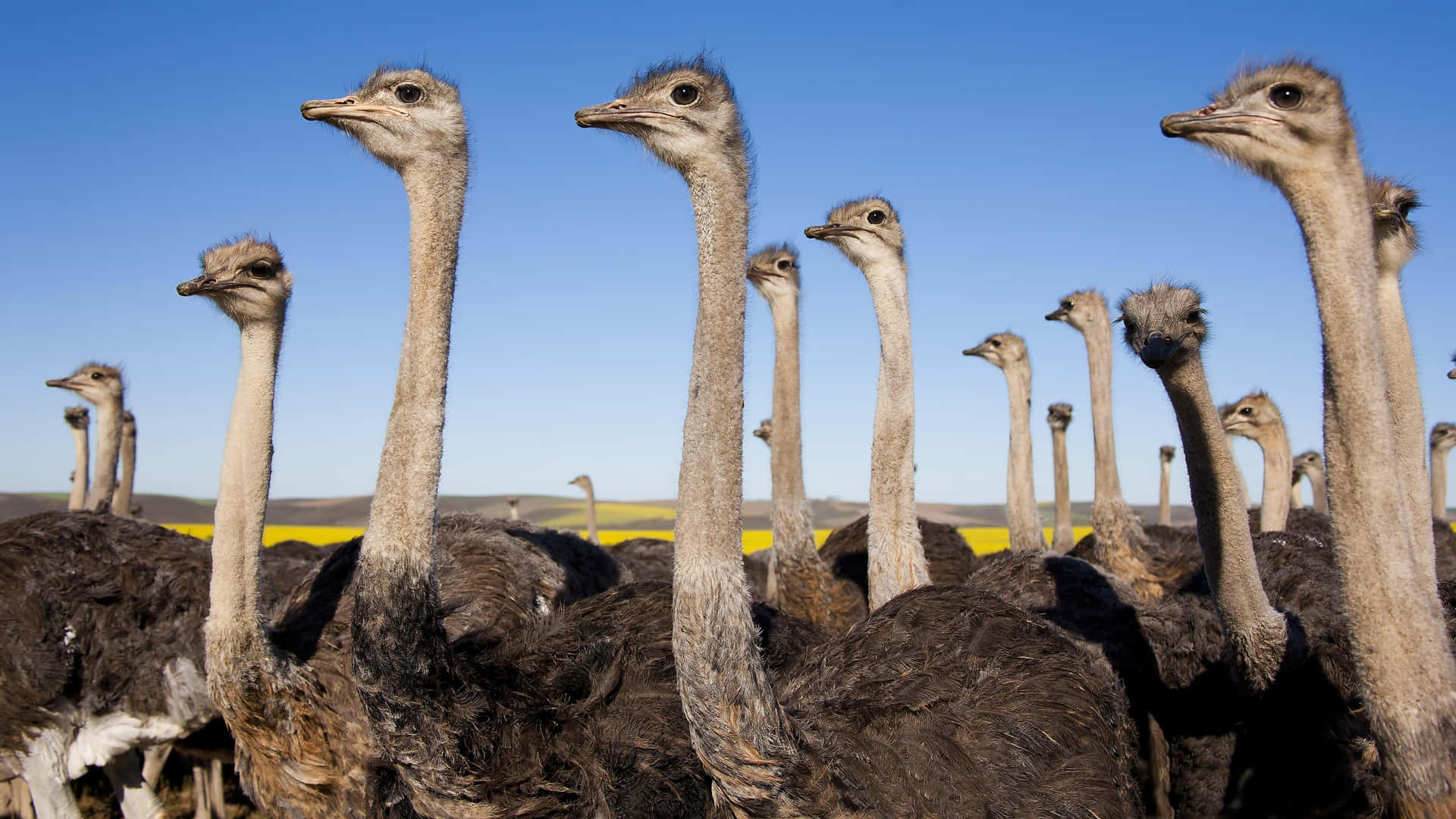 Flockof Ostriches Gazing Background