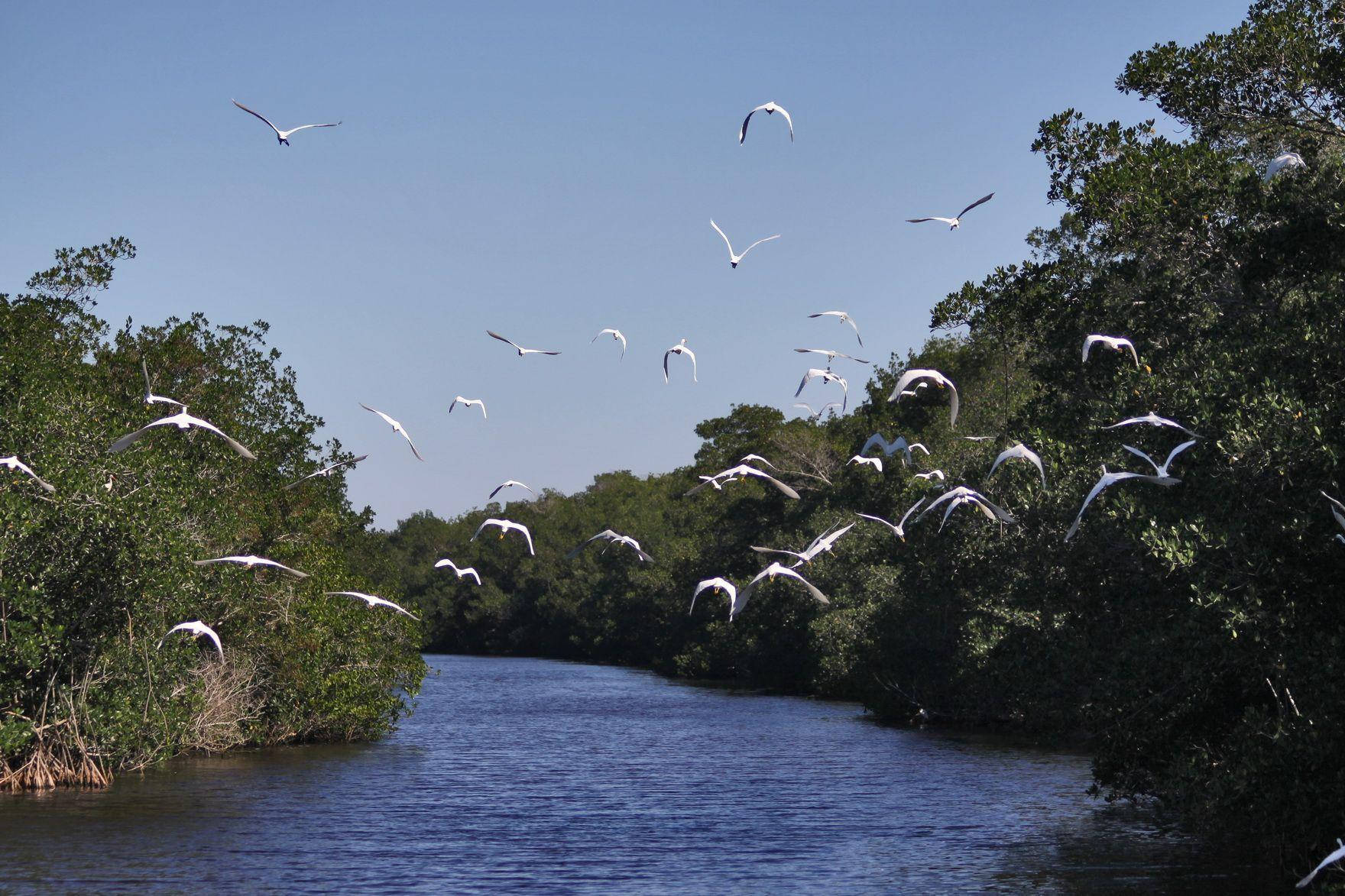 Flocks Of Birds Everglades National Park