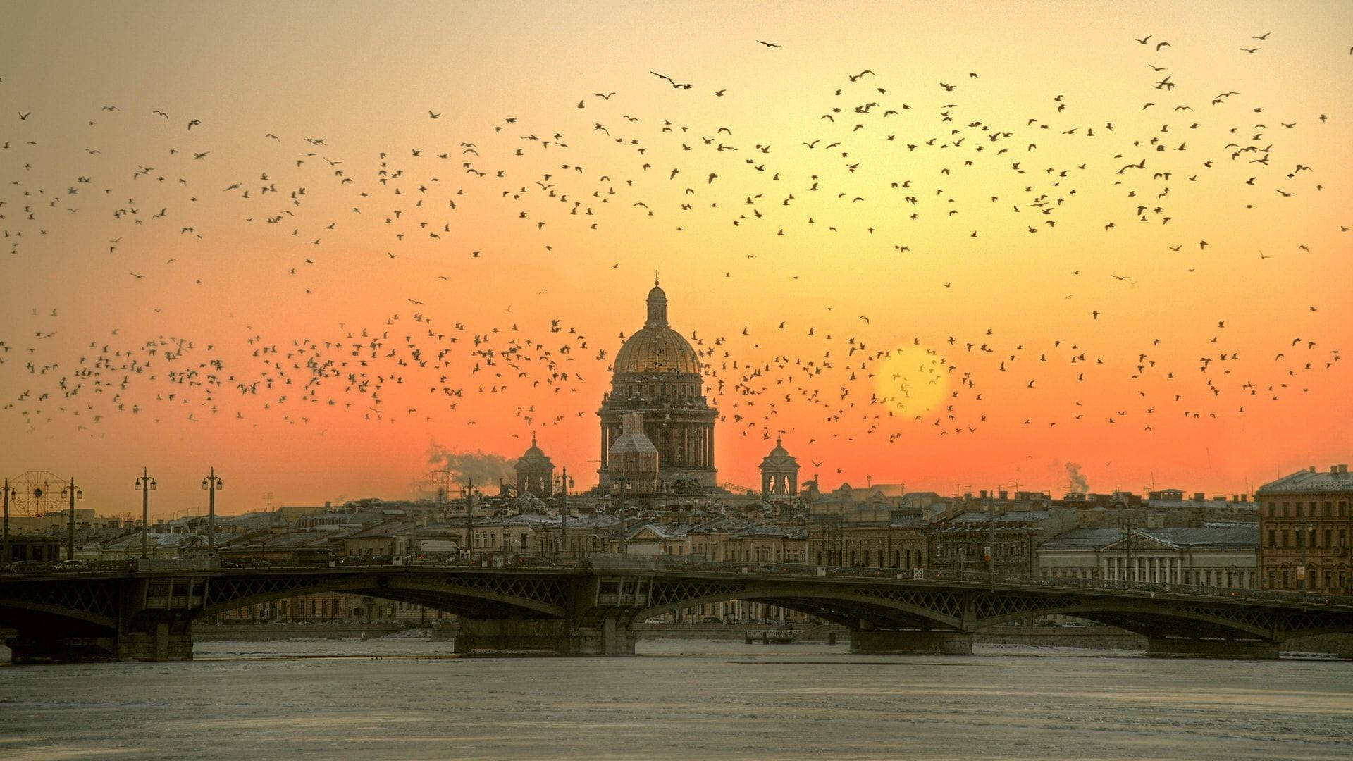 Flocks Paradise In Saint Petersburg