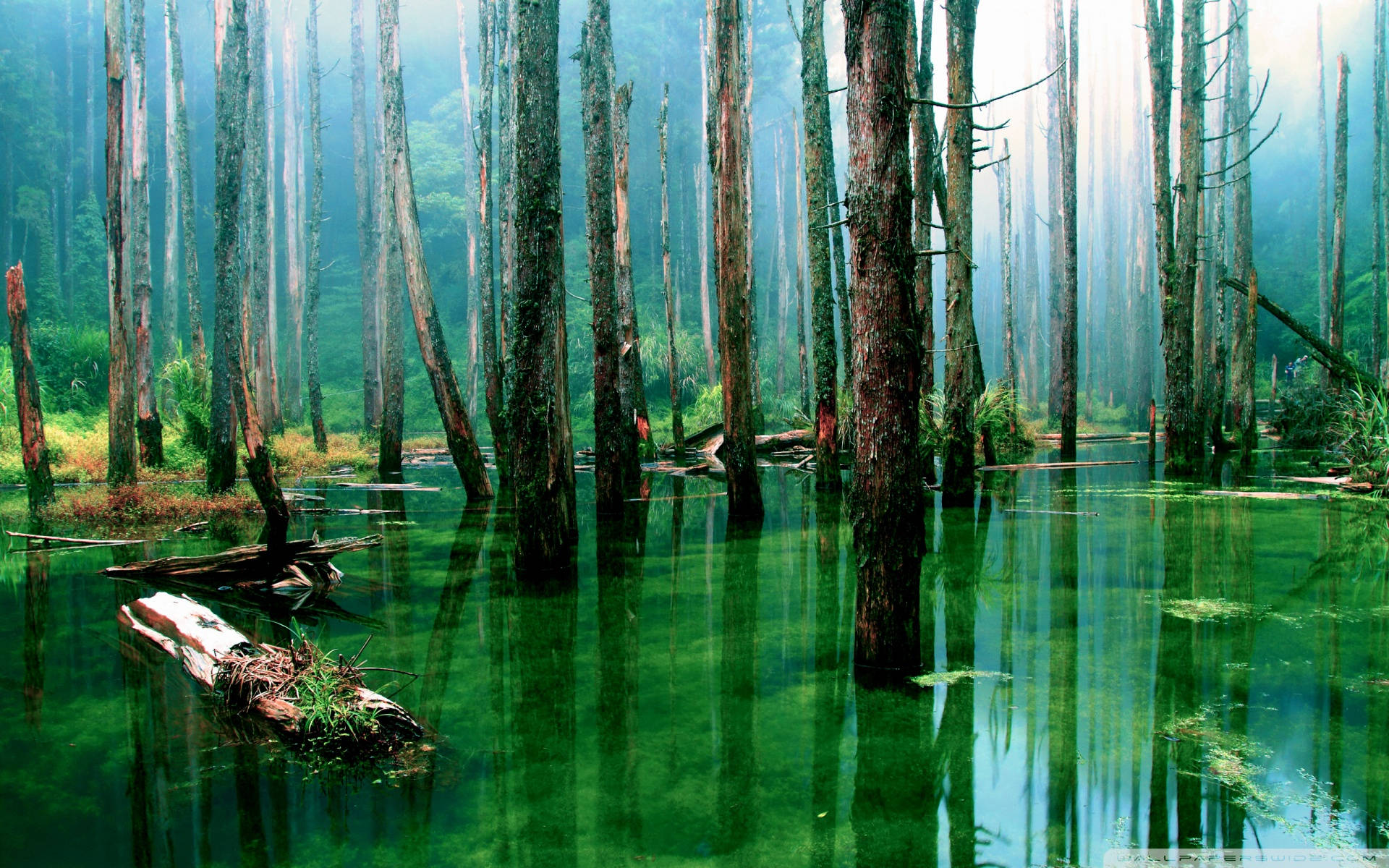 Flooded Forest In Amazonas Background