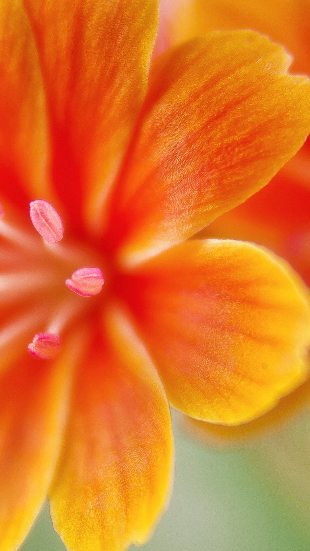 Floral Orange Phone