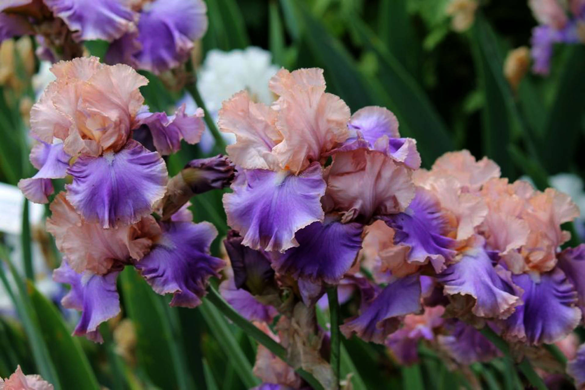 Florentine Silk Iris Flowers Background