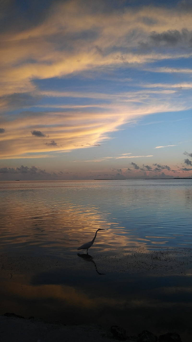 Florida Beach Bird