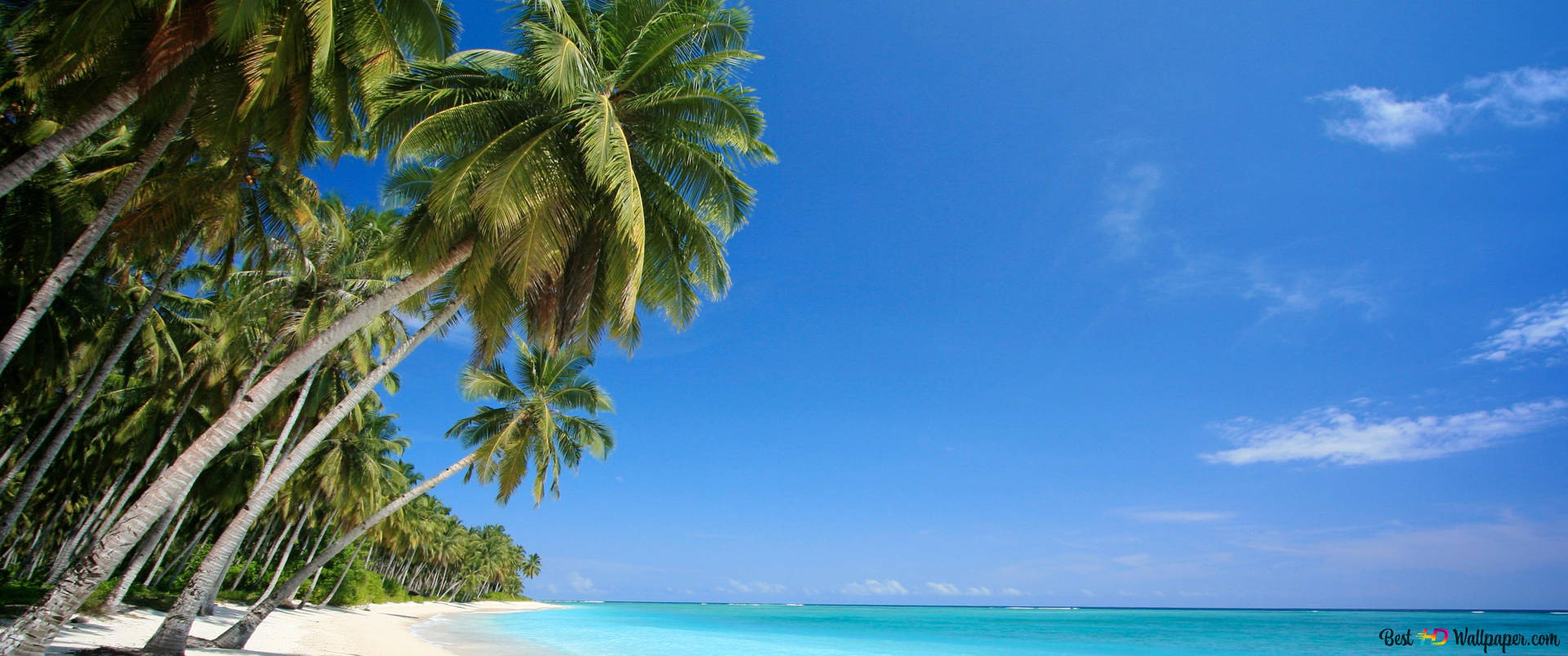 Florida Beach Coconut Trees And Sky Background