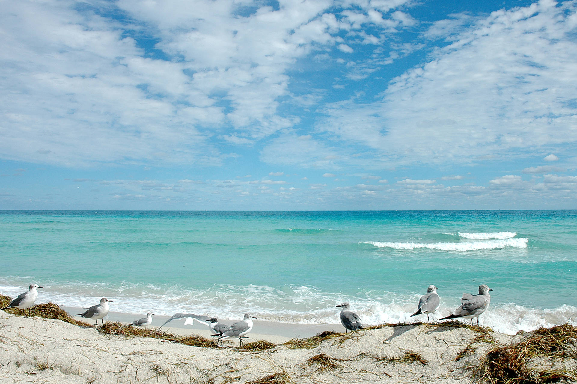 Florida Beach Seagulls And Crashing Waves Background