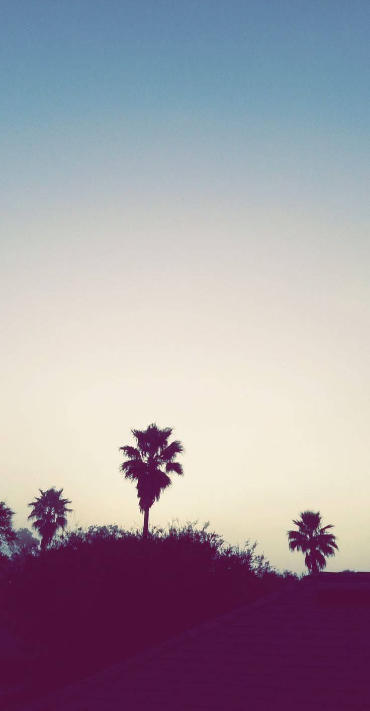 Florida Palm Trees Silhouette