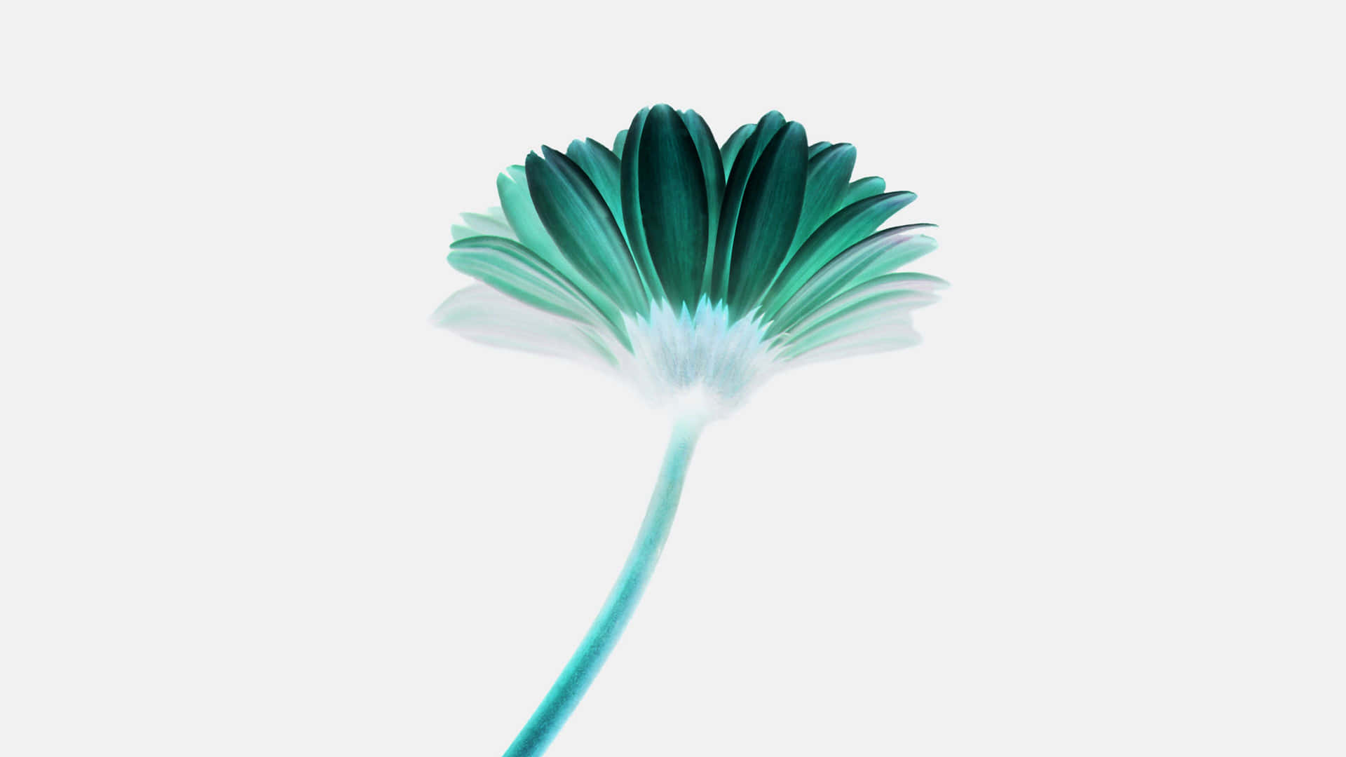 Flourishing Beauty - Bright And Colorful Minimalist Flower