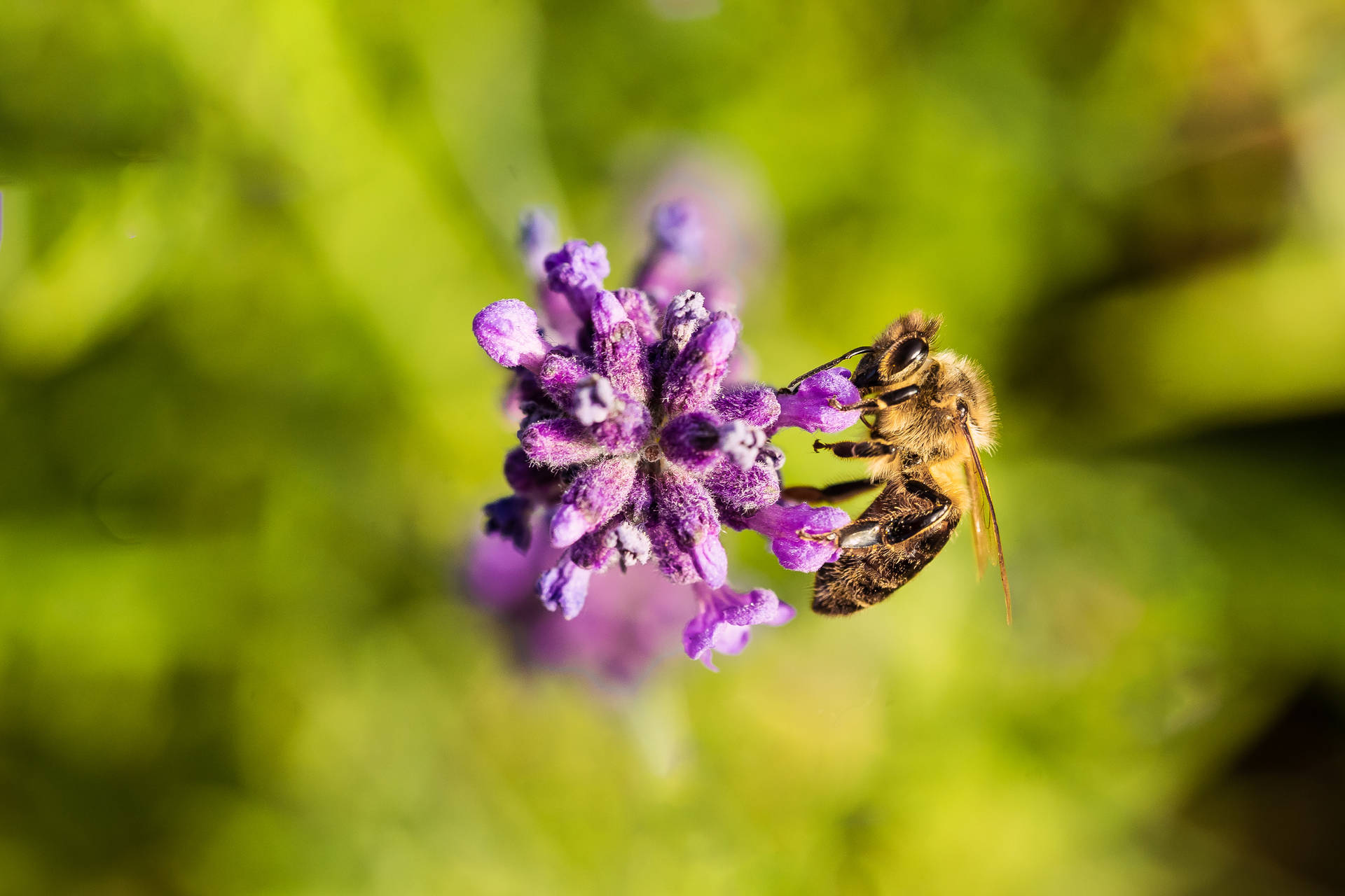 Flower 4k And Bee
