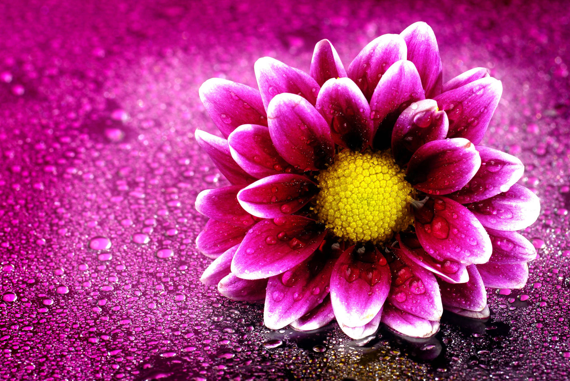 Flower 4k Artwork Background
