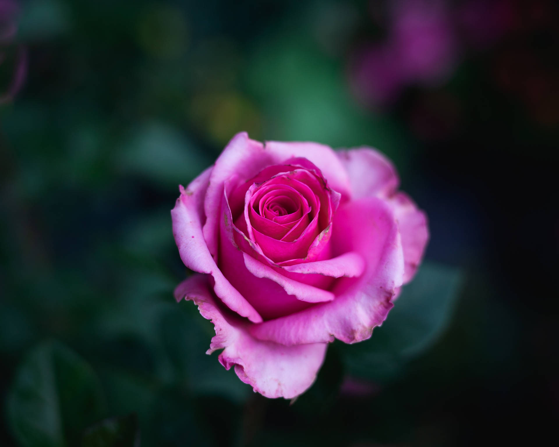 Flower 4k Blooming Pink Rose Background