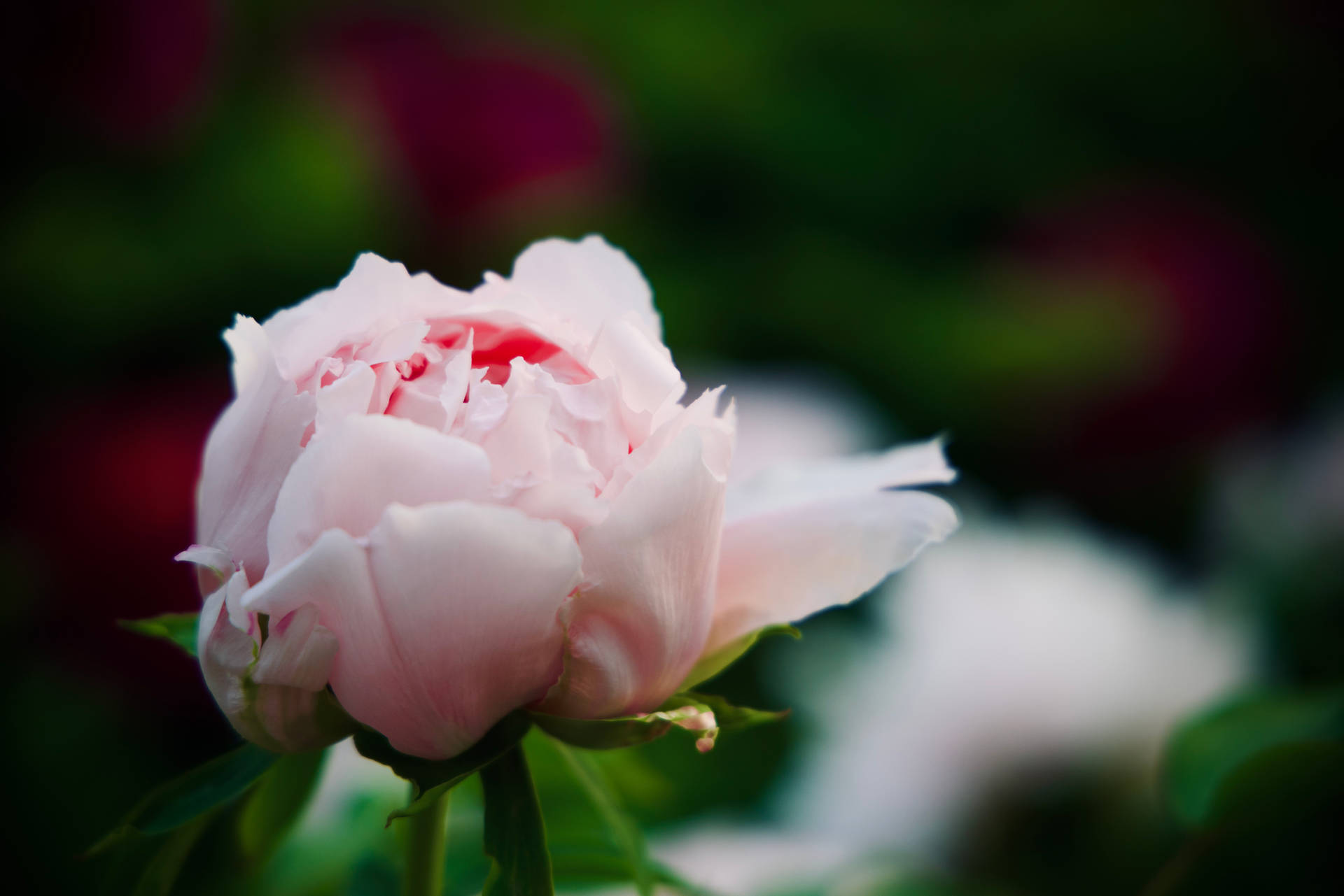 Flower 4k Pink Blooming Rose