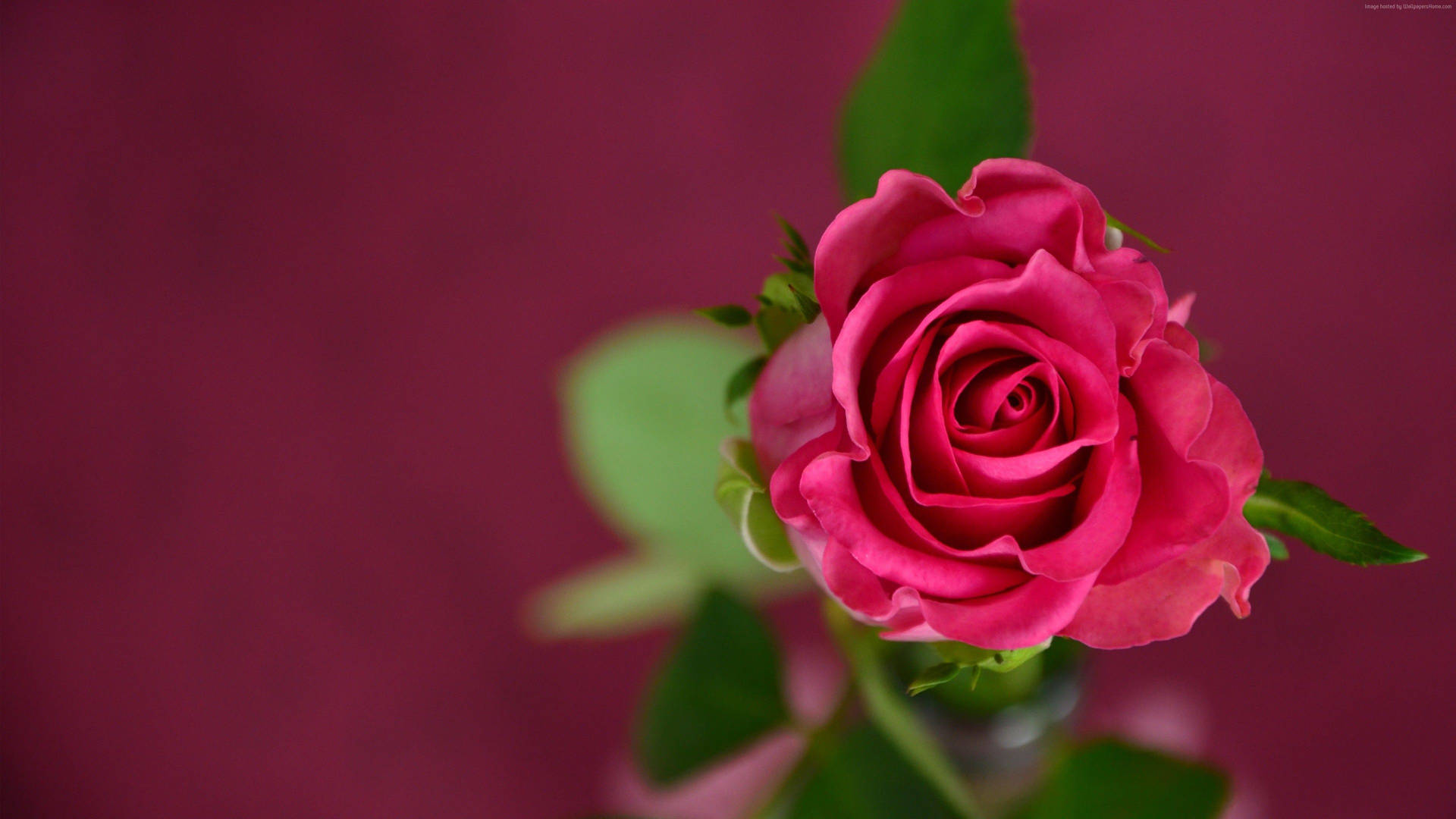 Flower 4k Red Rose