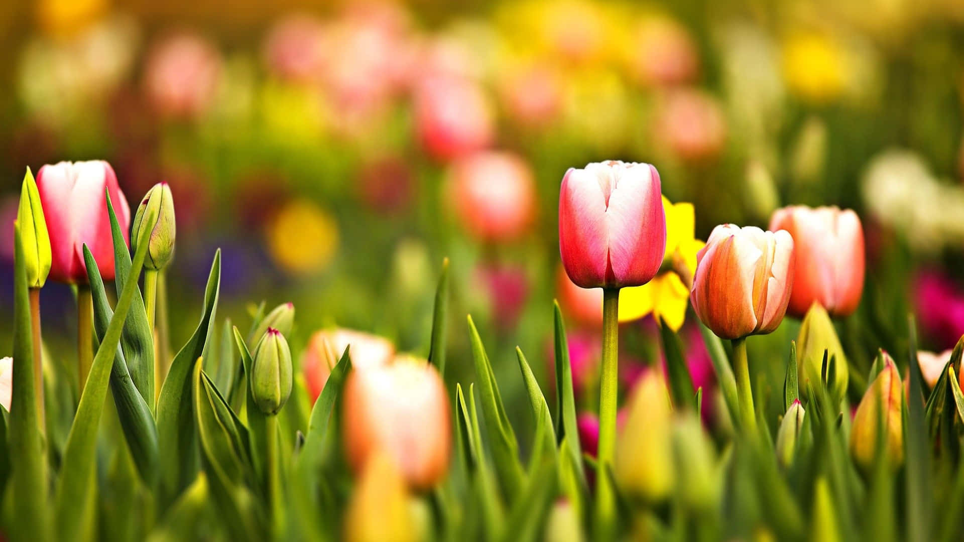 Flower Aesthetic Cute Spring Desktop Background