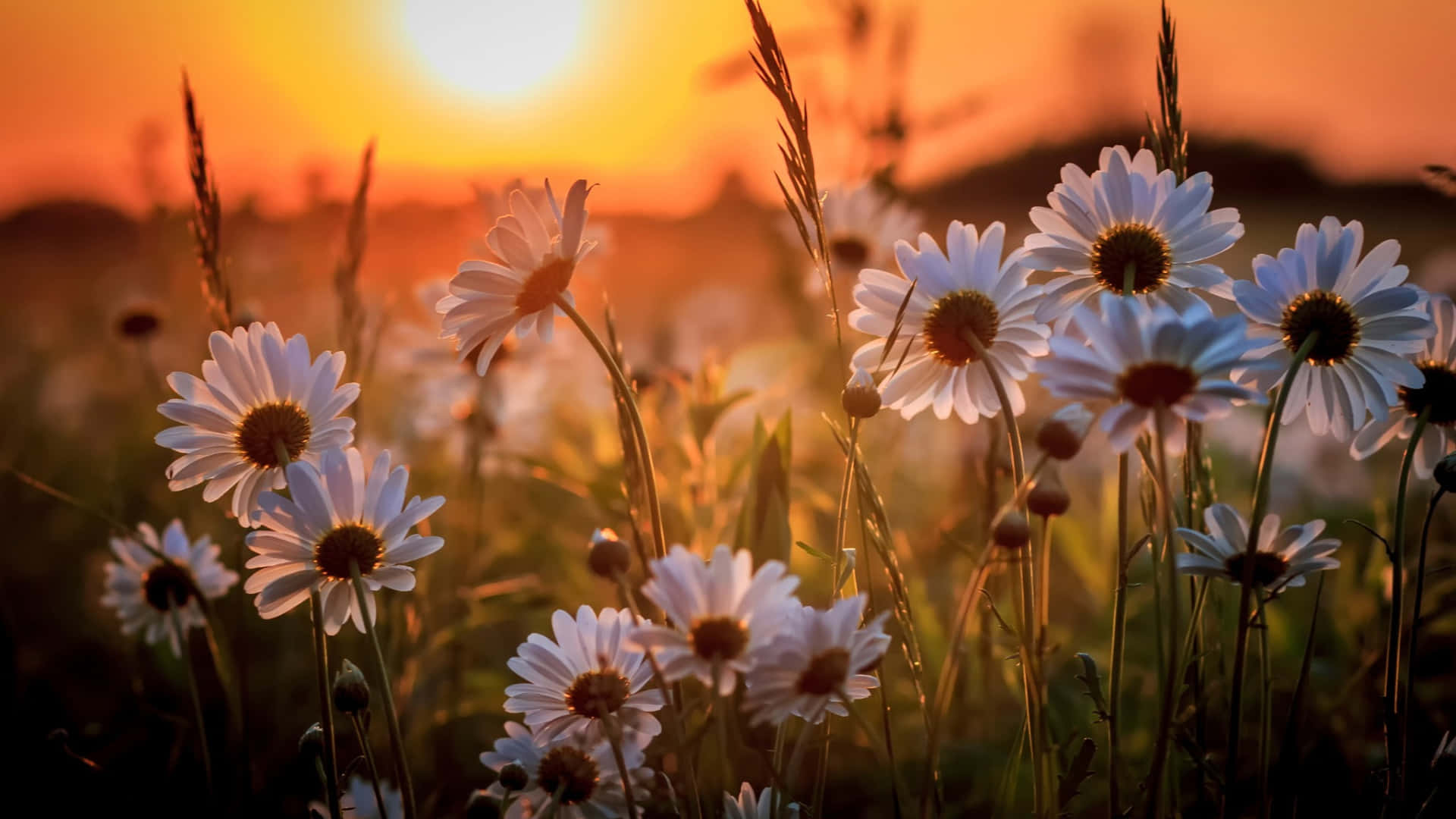 Flower And Sunset In Cute Spring Desktop Background