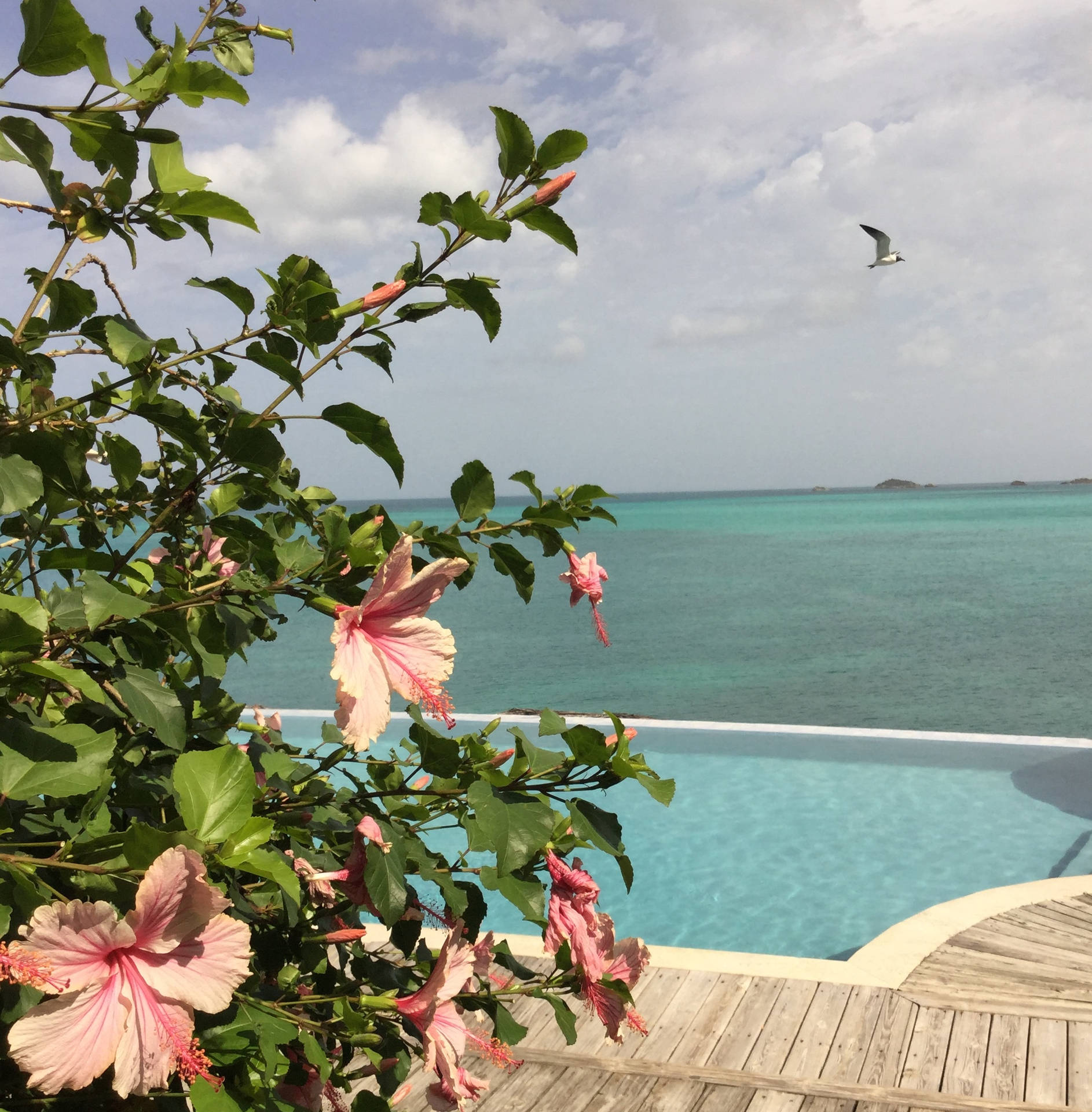 Flower Antigua And Barbuda Background