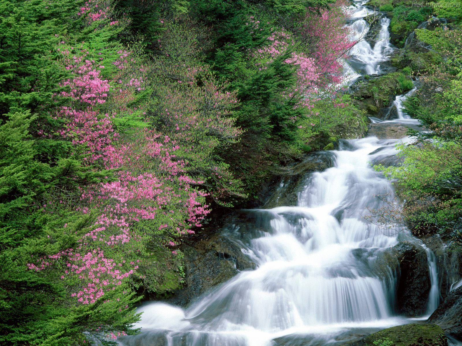 Flower Beautiful Waterfall