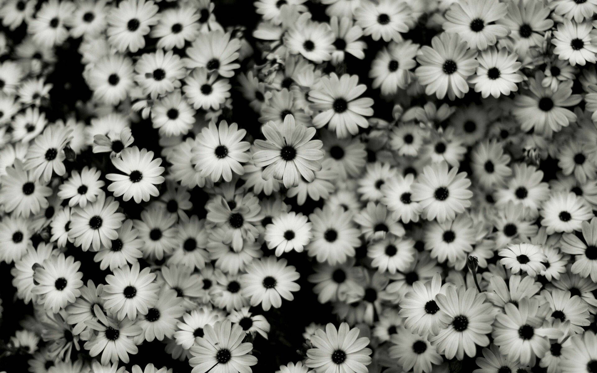 Flower Bed Aesthetic Black And White Laptop Background Background