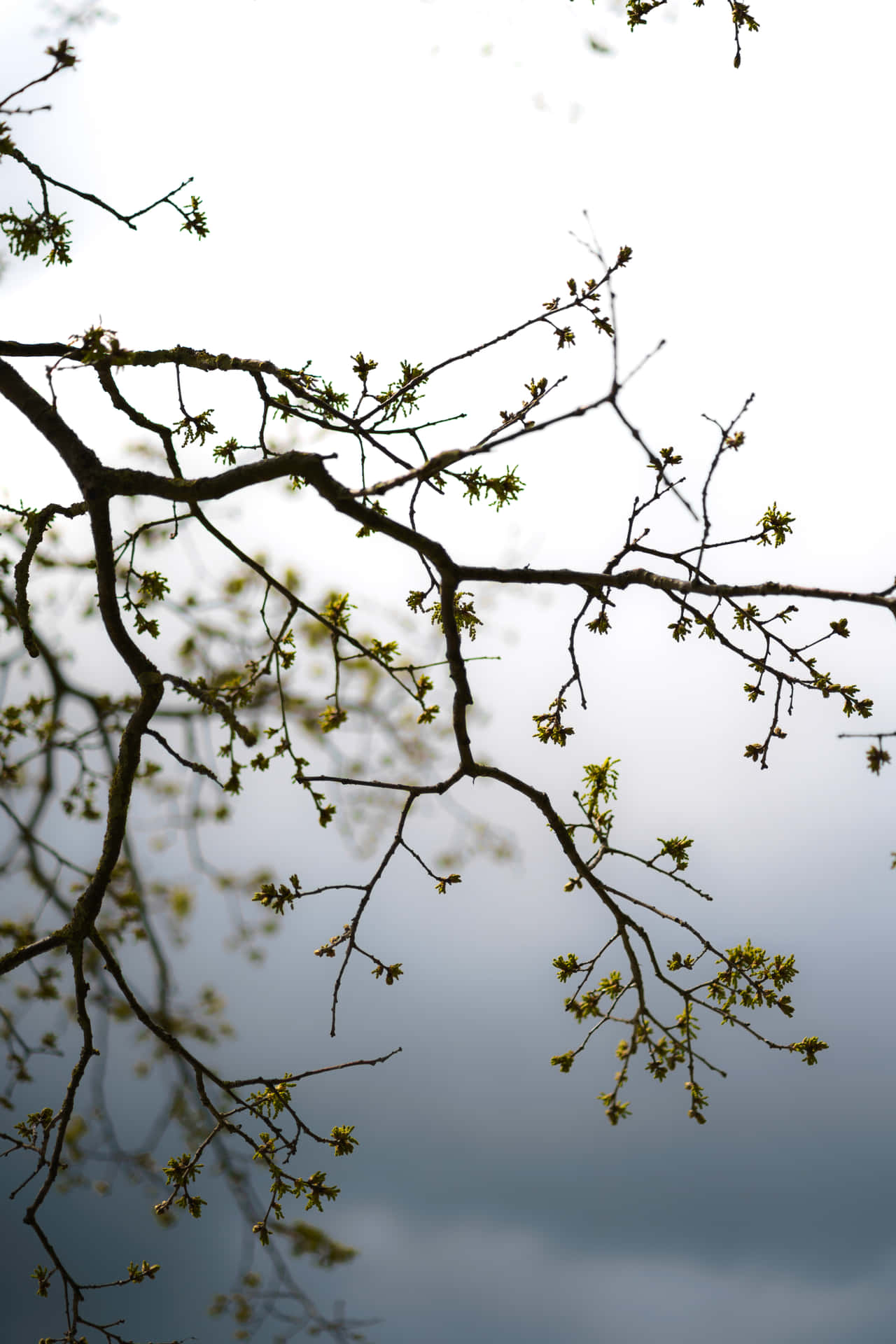 Flower Buds On Tree Branches Background