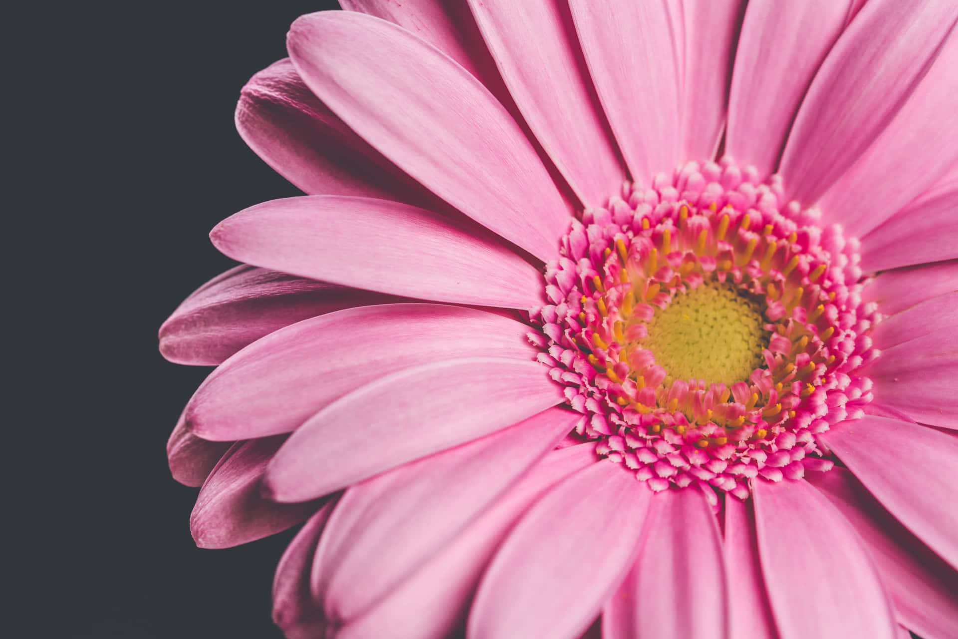 Flower Close-up Barberton Daisy Petals Layers Background