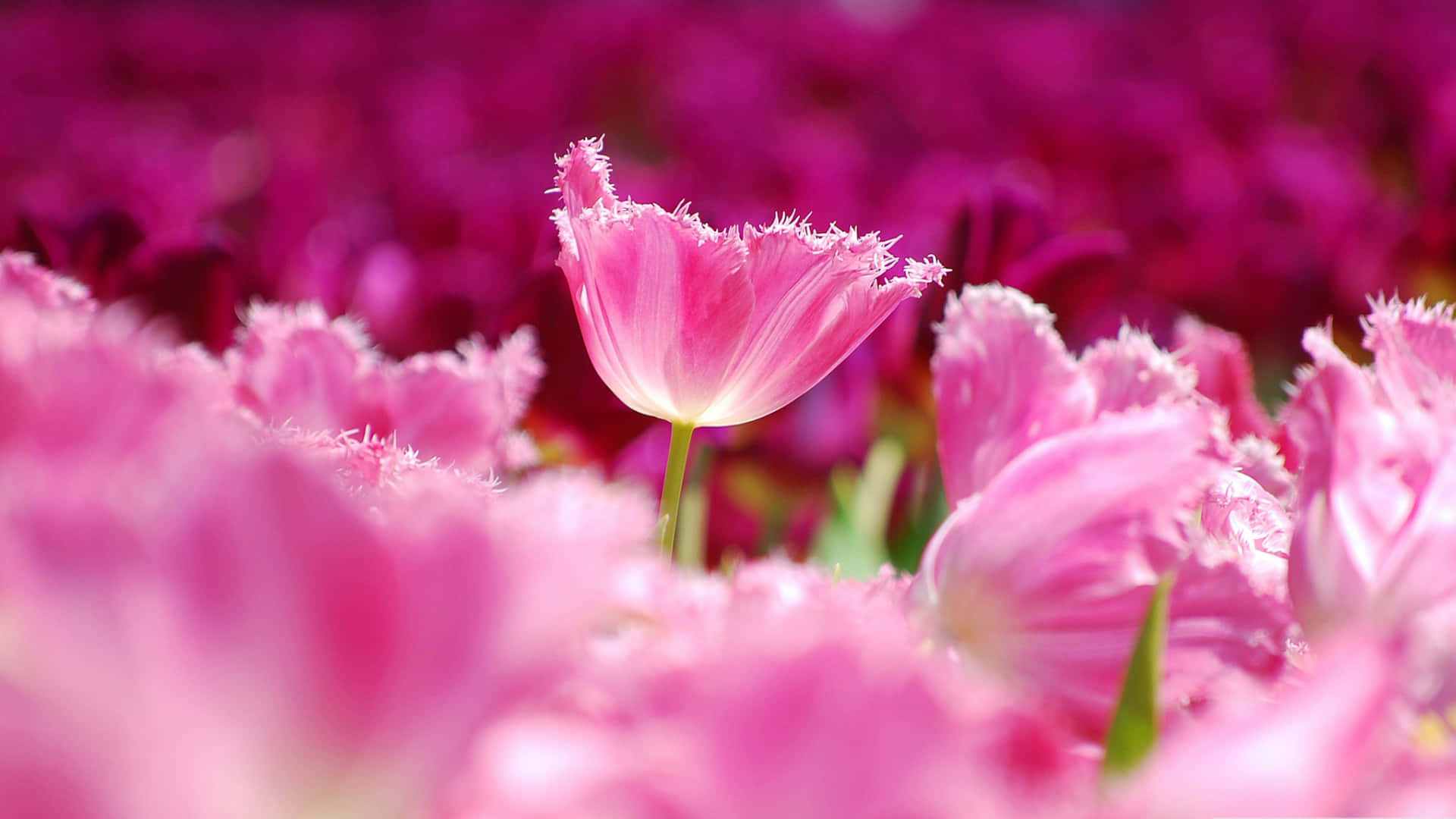 Flower Close-up Photography Desktop Pink Aesthetic