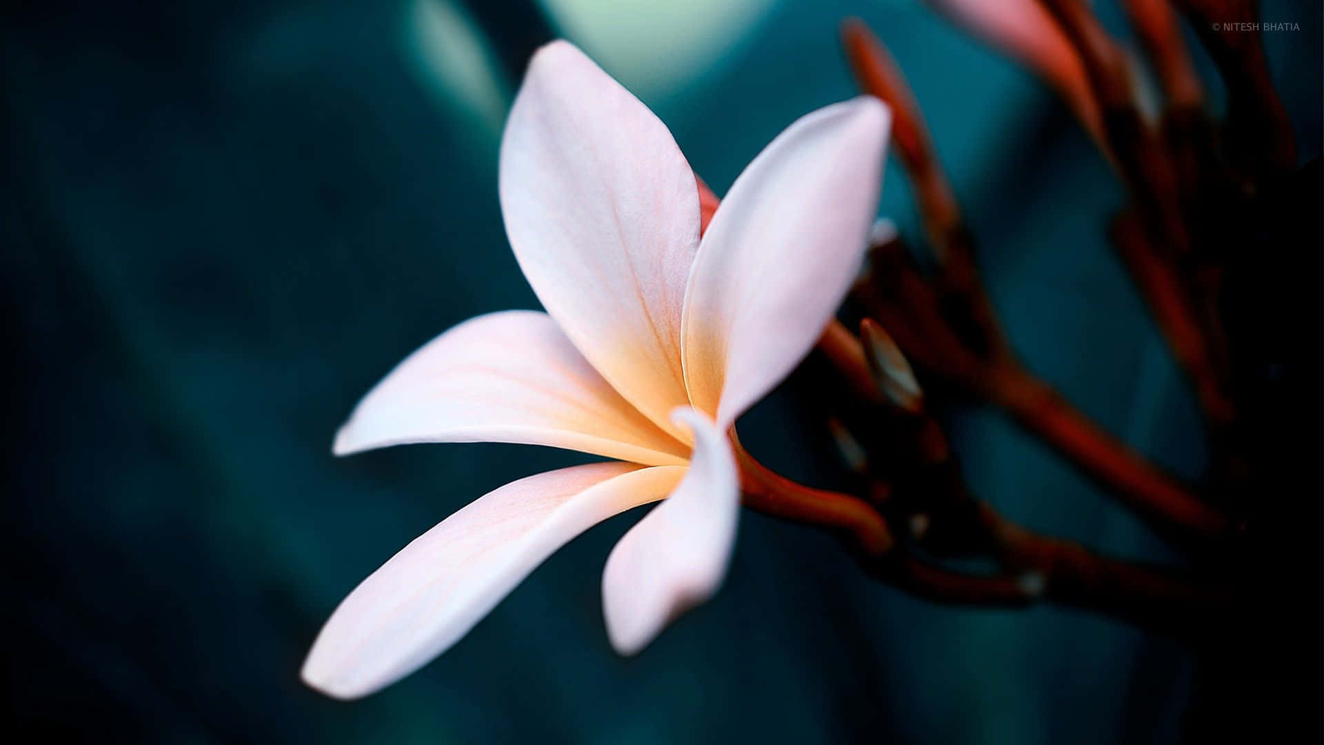 Flower Close-up Plumeria Petals Background