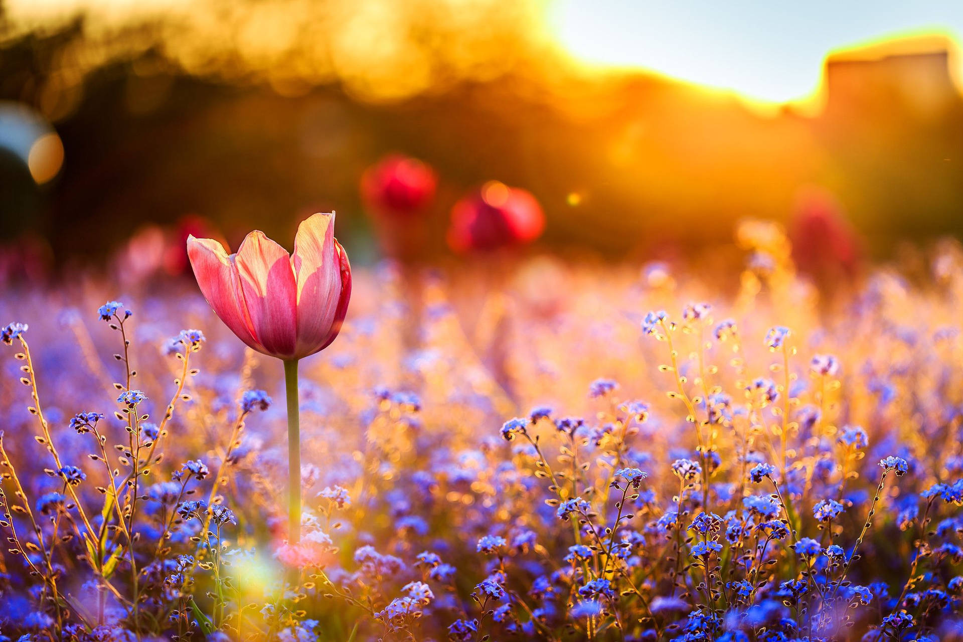 Flower Field Afternoon Sunlight Background