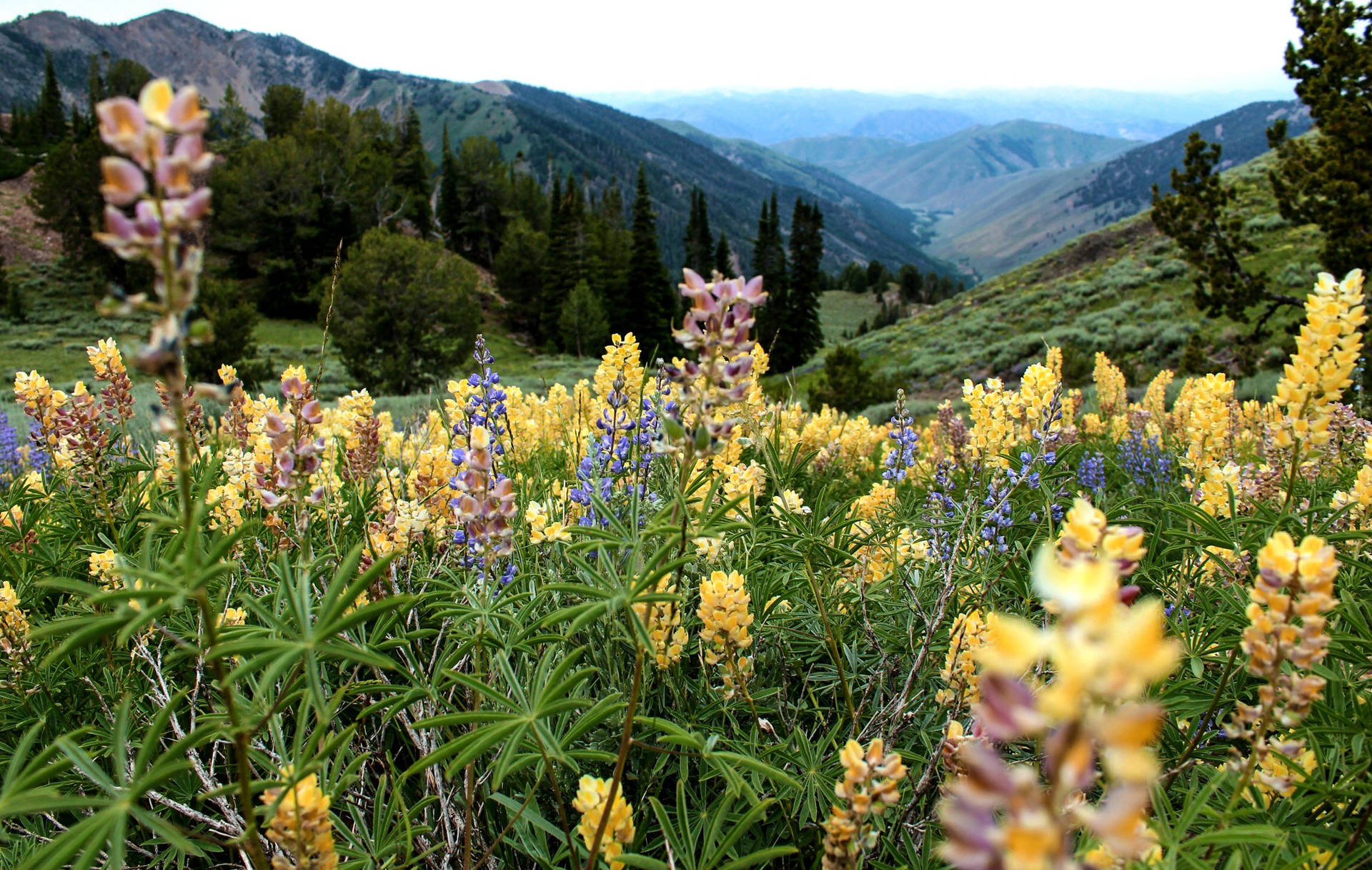 Flower Field In Idaho Background