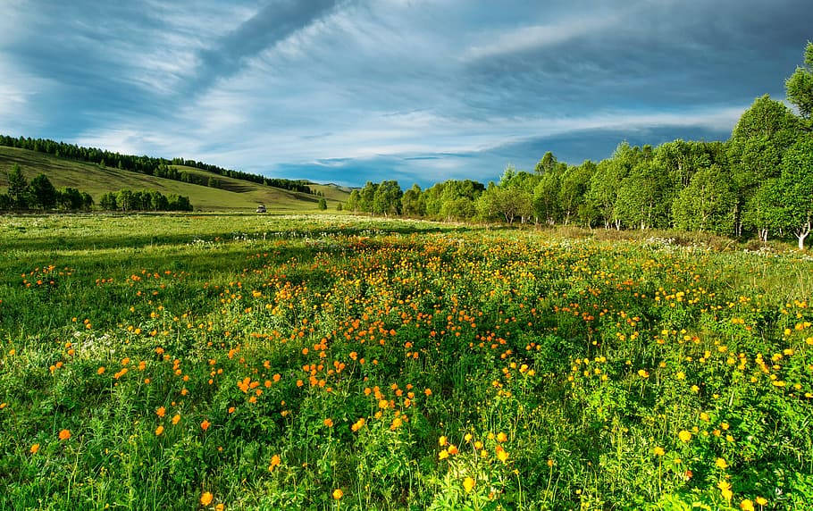 Flower Field Of The Mongolias