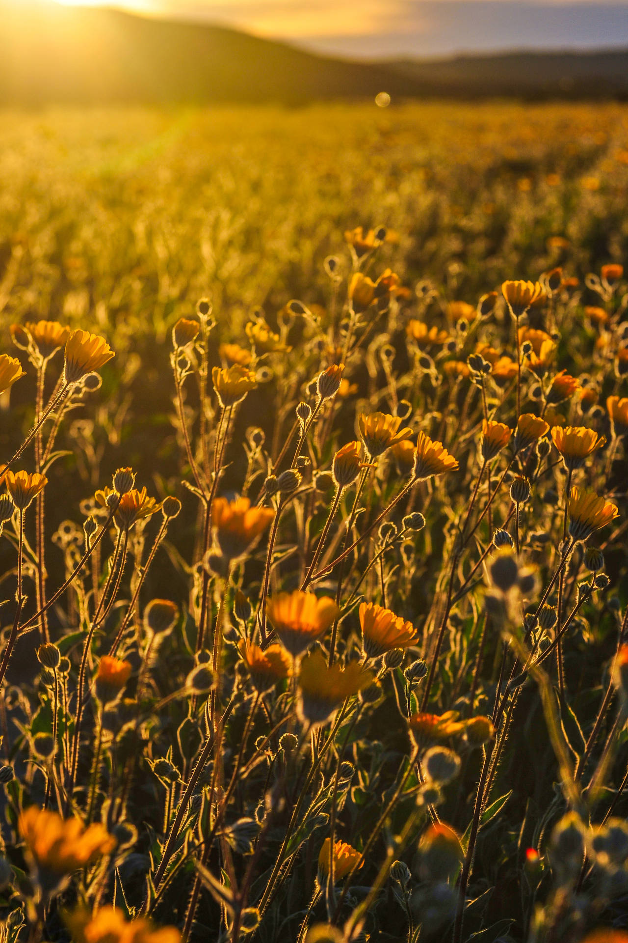 Flower Field Yellow Hd Iphone Background