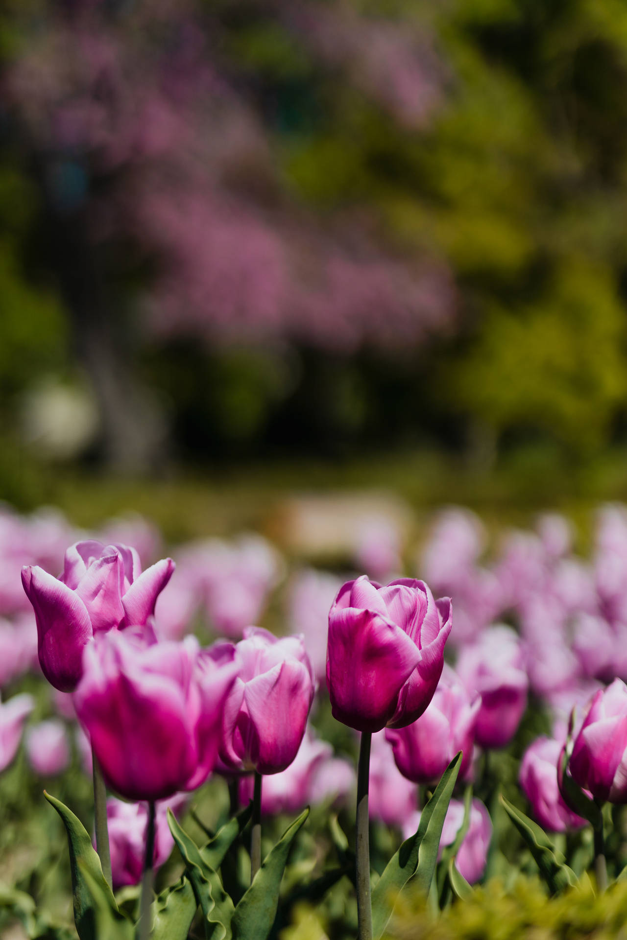 Flower Garden Of Violet Tulips Background