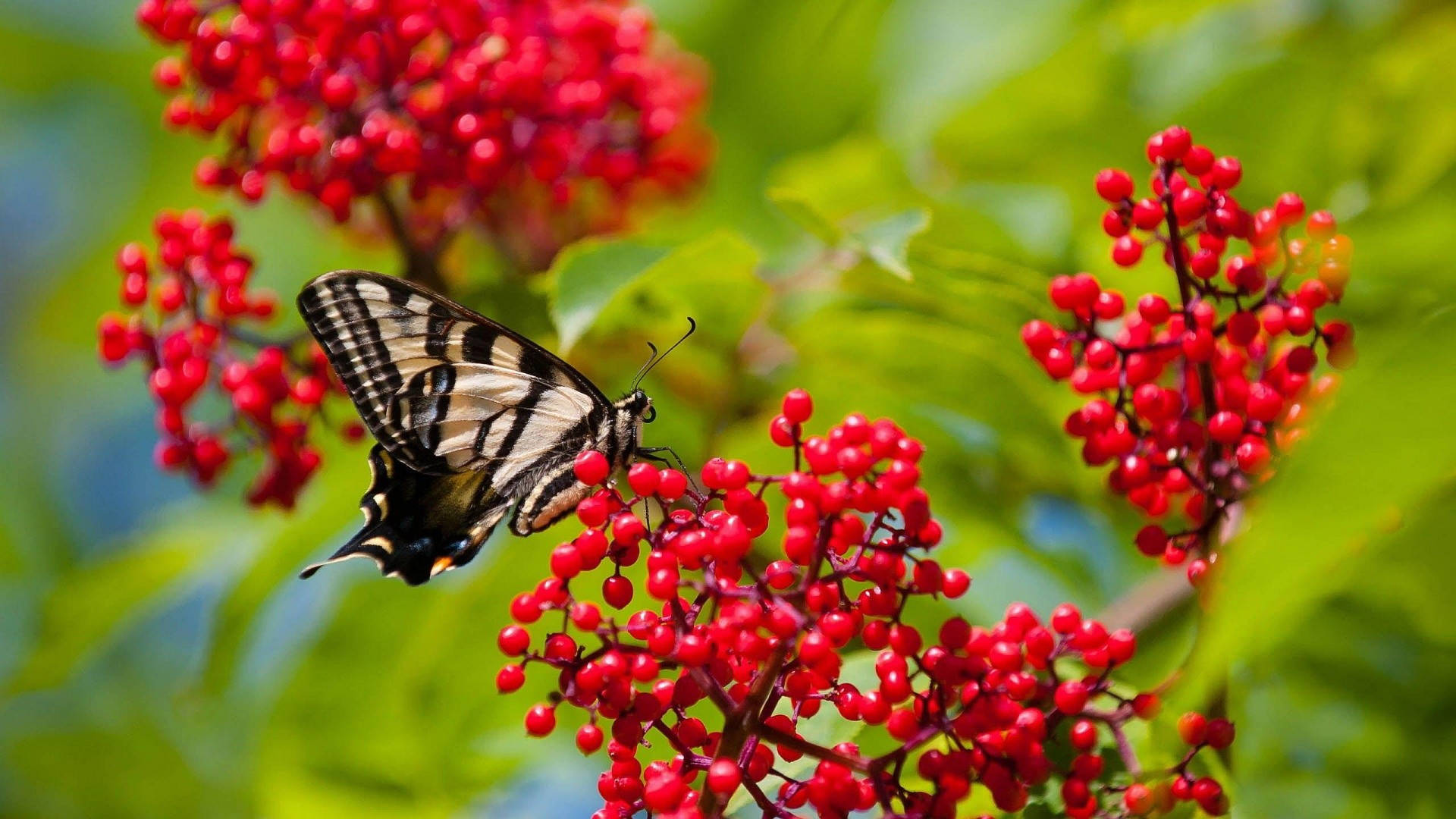 Flower Hd And Butterfly