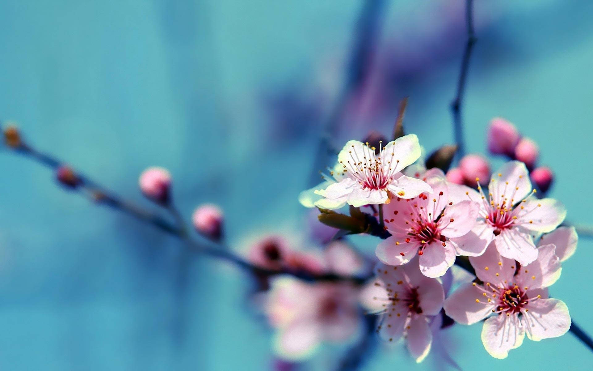 Flower Hd Cherry Blossom Flowers Background