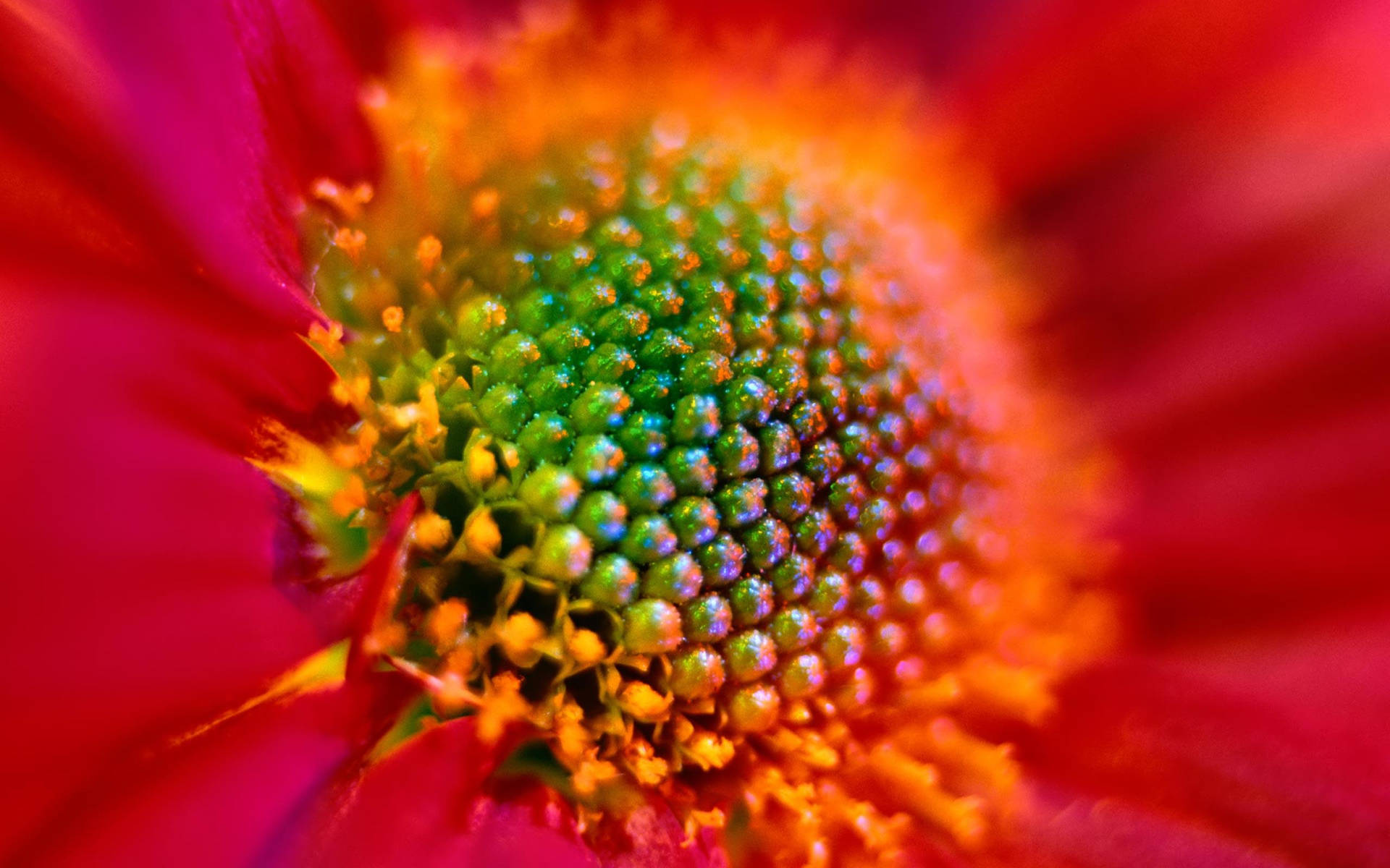 Flower Hd Closed Up Red Flower Background