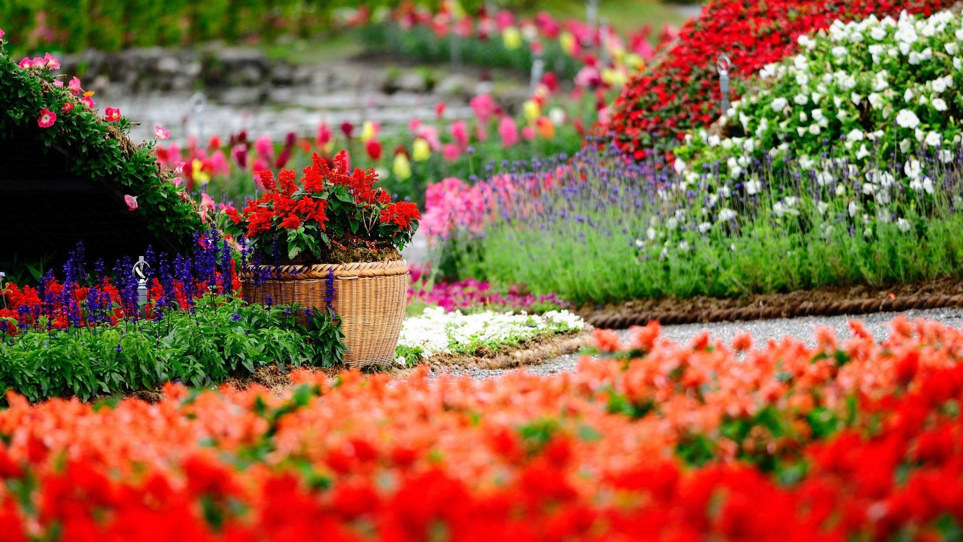 Flower Hd Colourful Garden Background