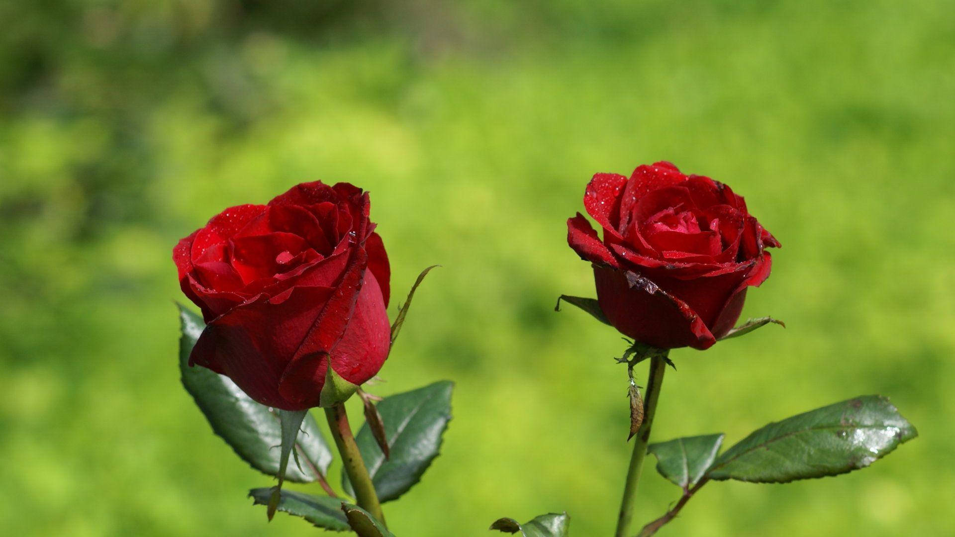 Flower Hd Deep Red Roses