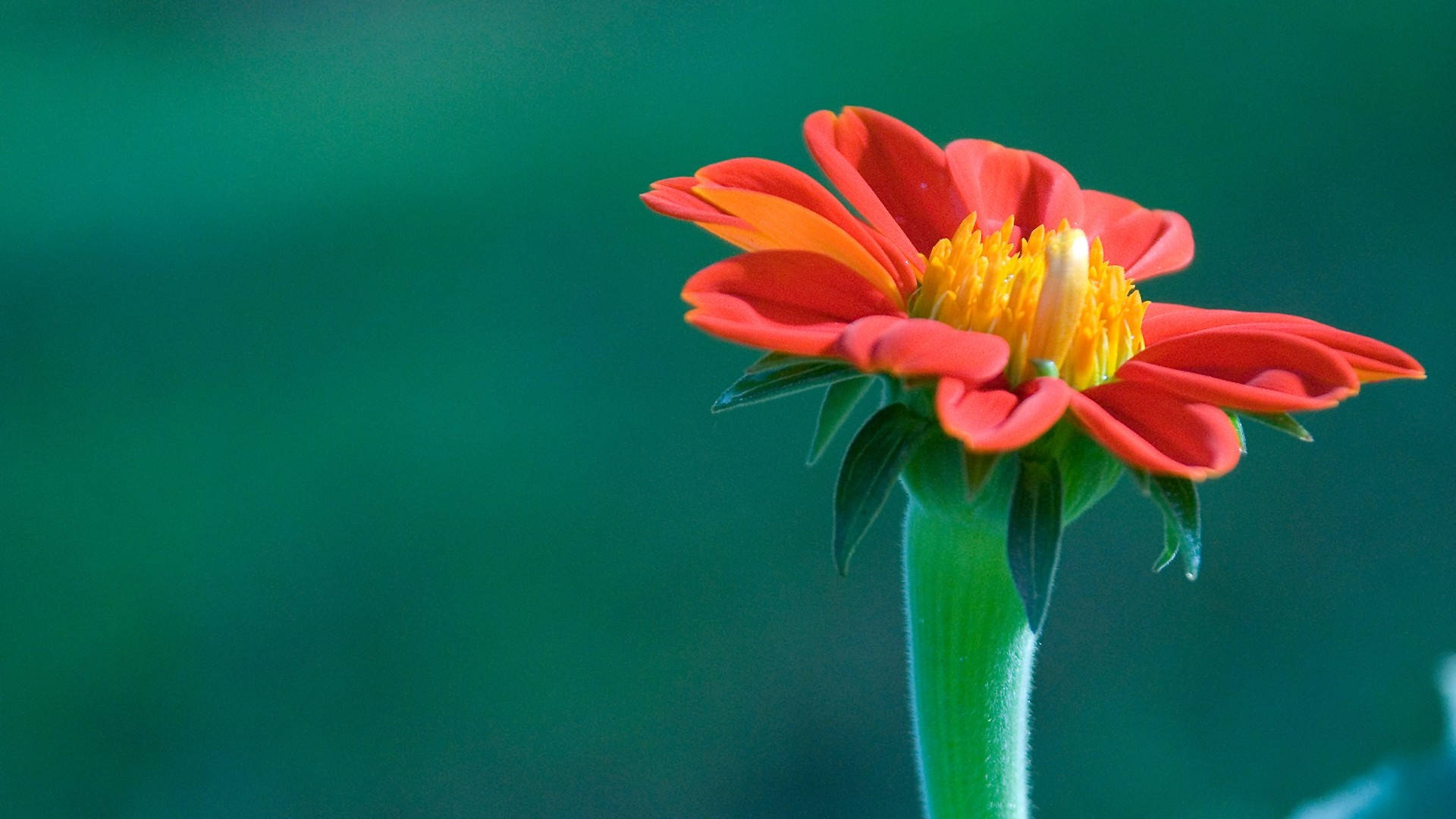 Flower Hd Orange Cone Blooms Background