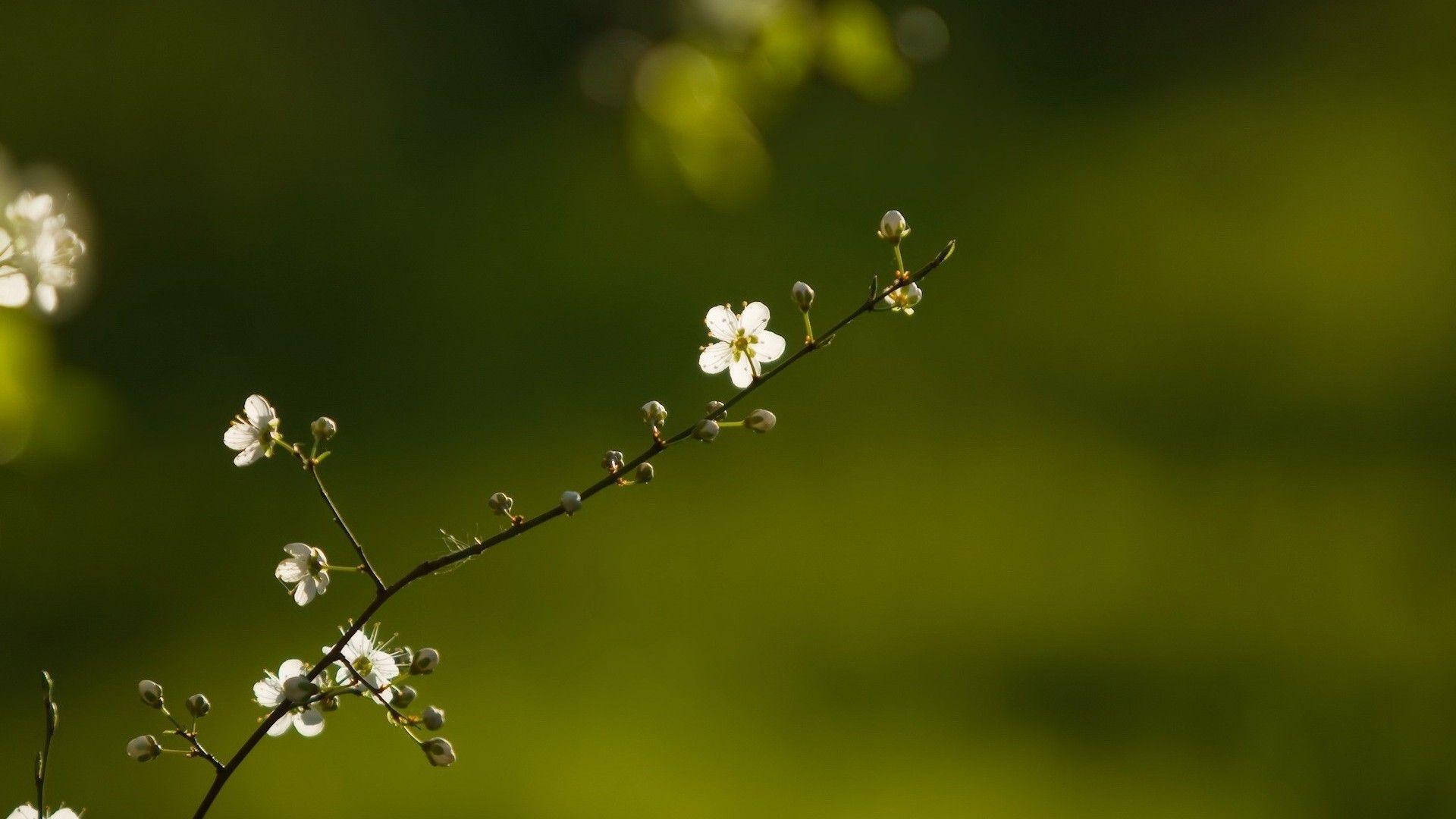 Flower Hd Petite White Flowers Background