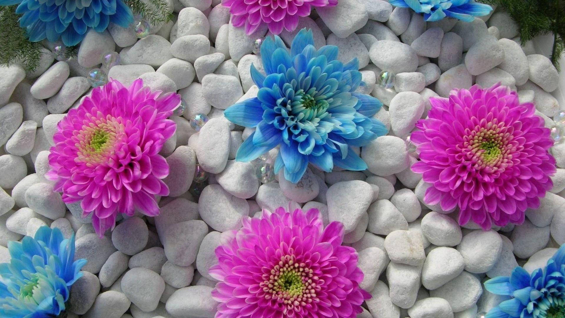 Flower Hd Pink And Blue Carnation Background