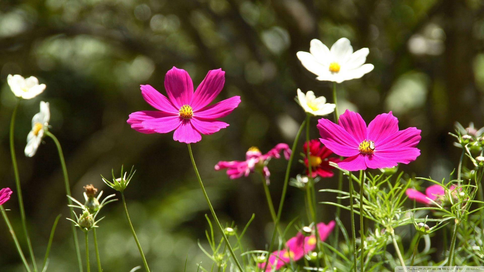 Flower Hd Pink And White Cosmos Background
