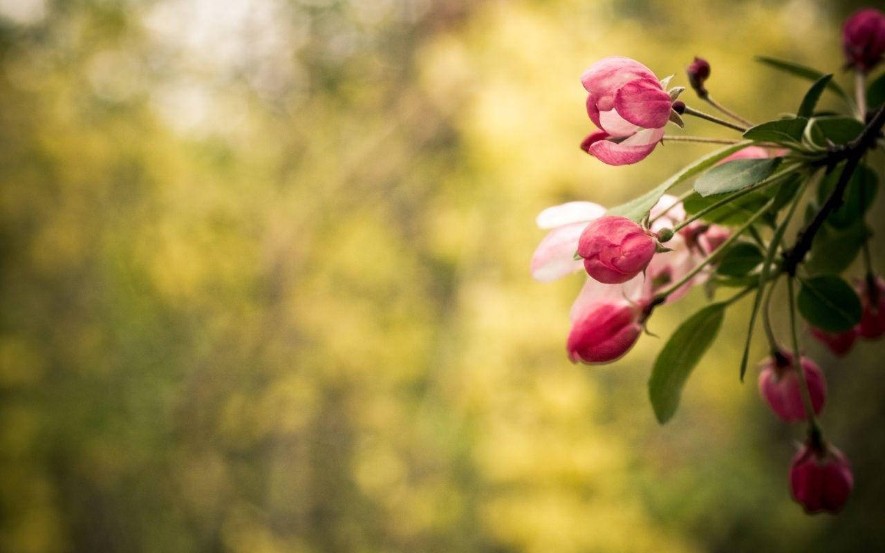 Flower Hd Pink Blossoms Background