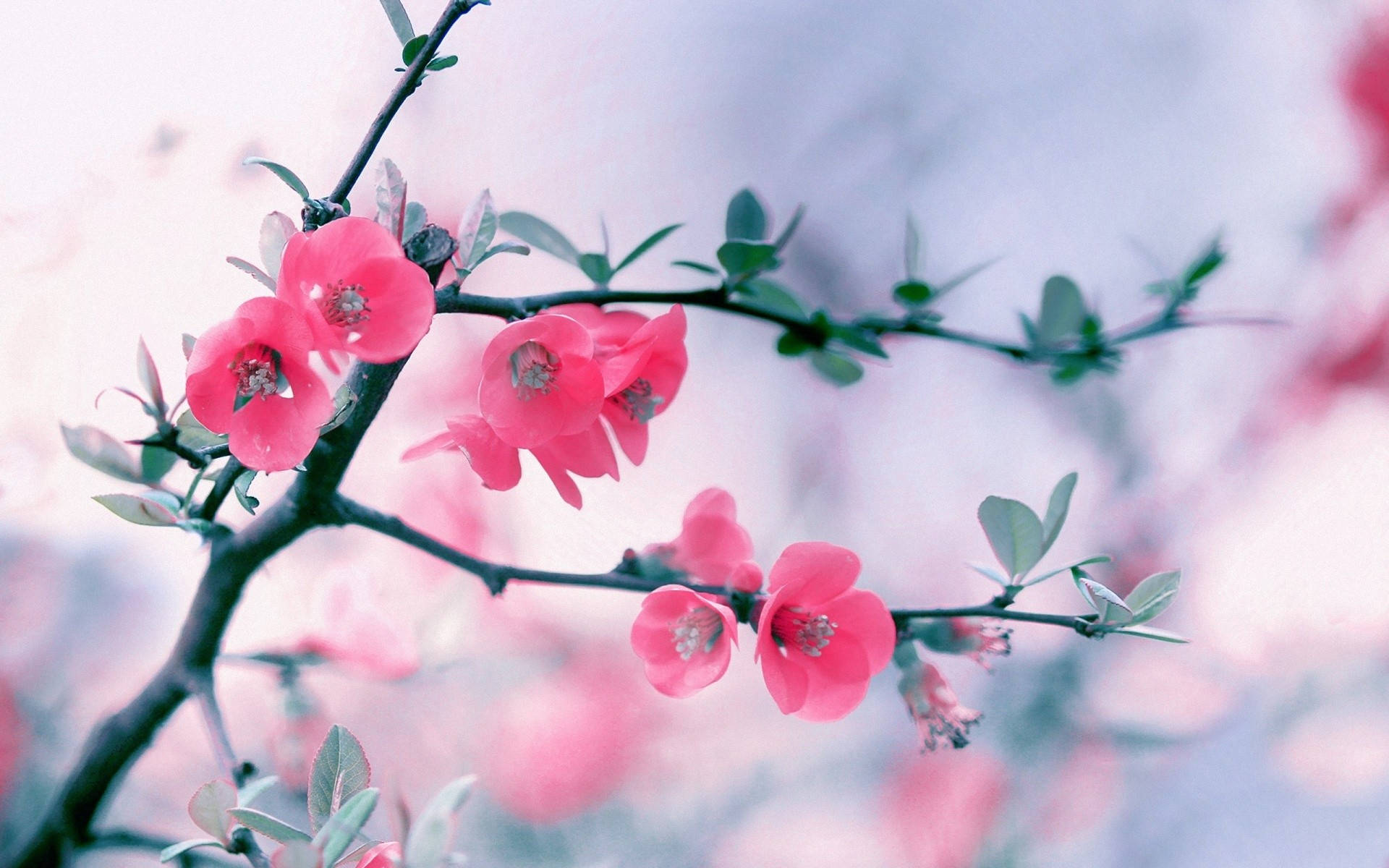 Flower Hd Pink Cherry Blossoms Background