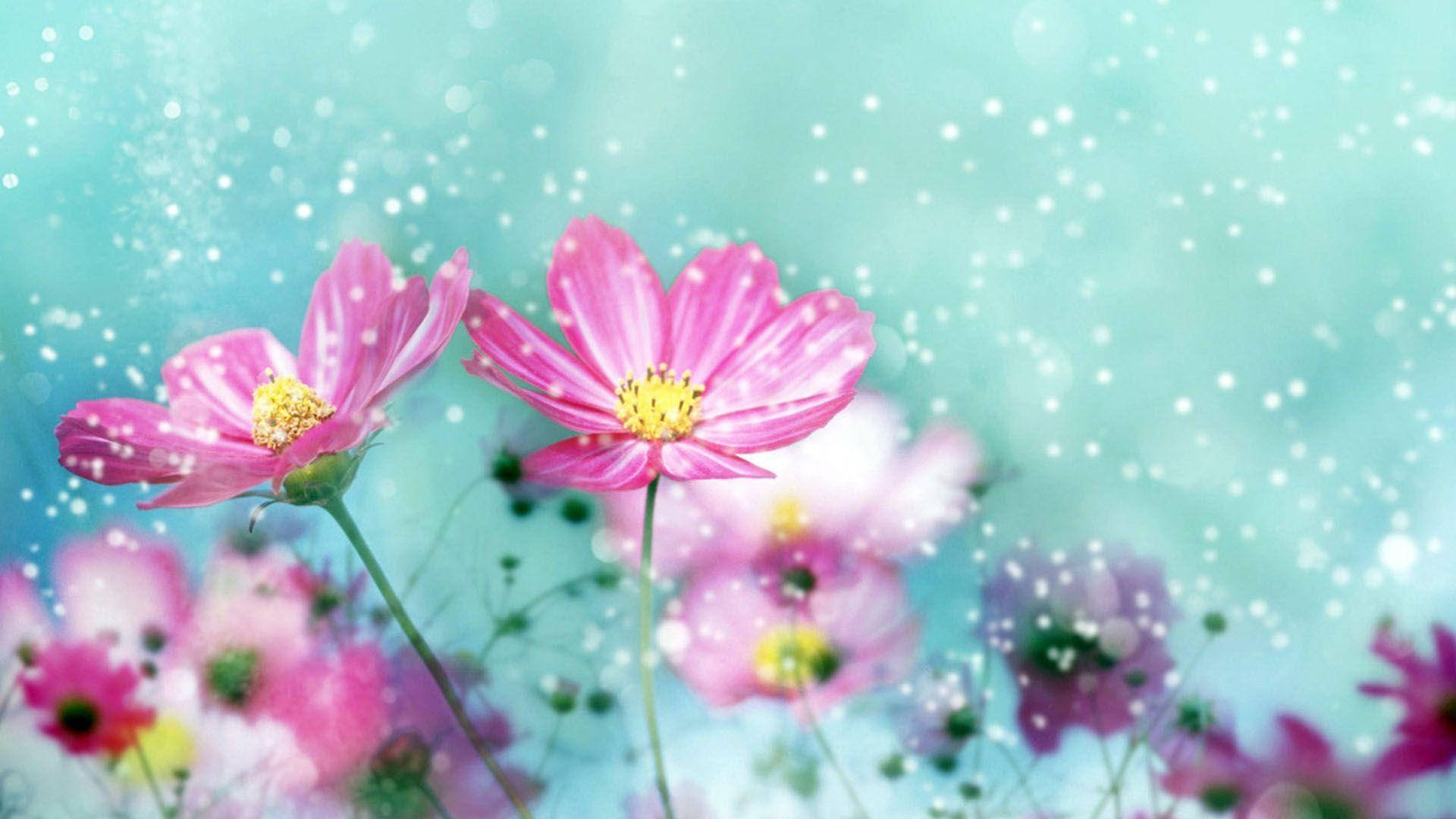 Flower Hd Pink Daisies