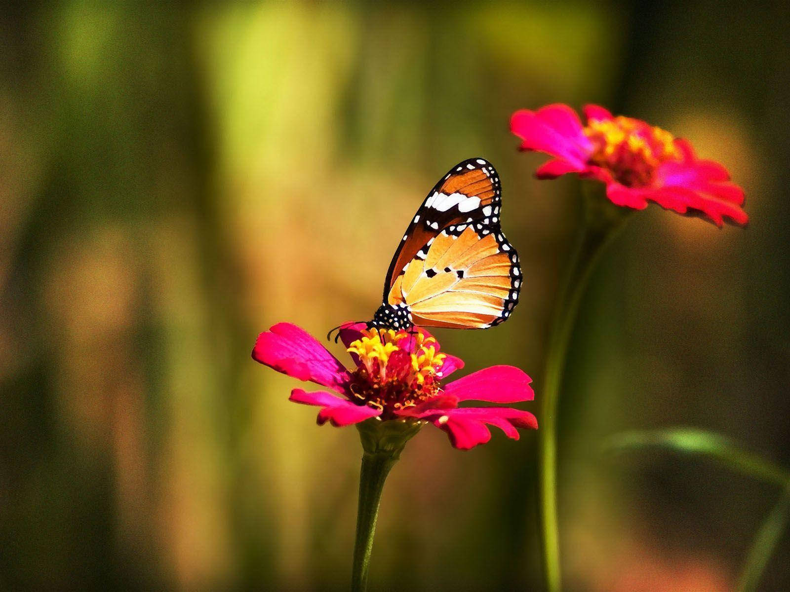 Flower Hd Pink Flower And Butterfly Background