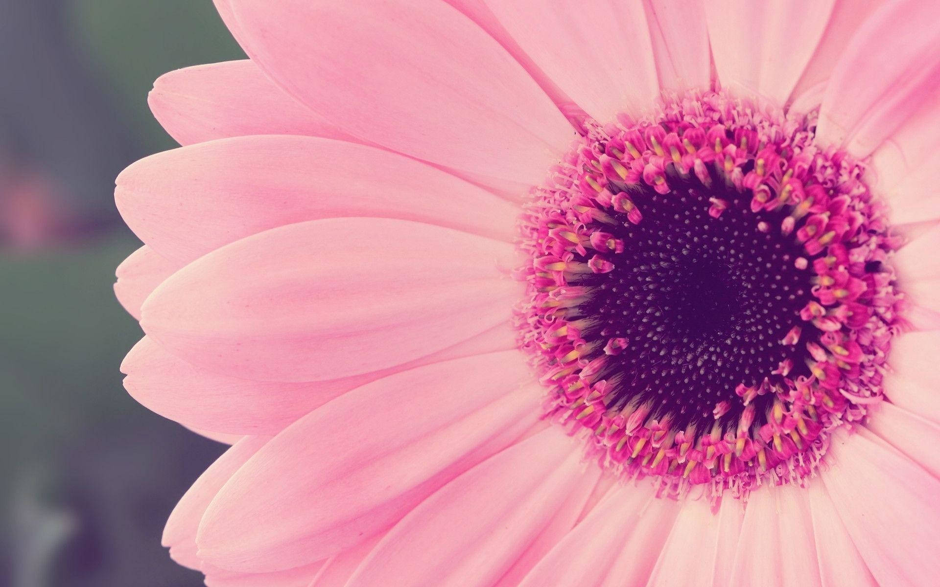Flower Hd Pink Gerbera Daisy Background