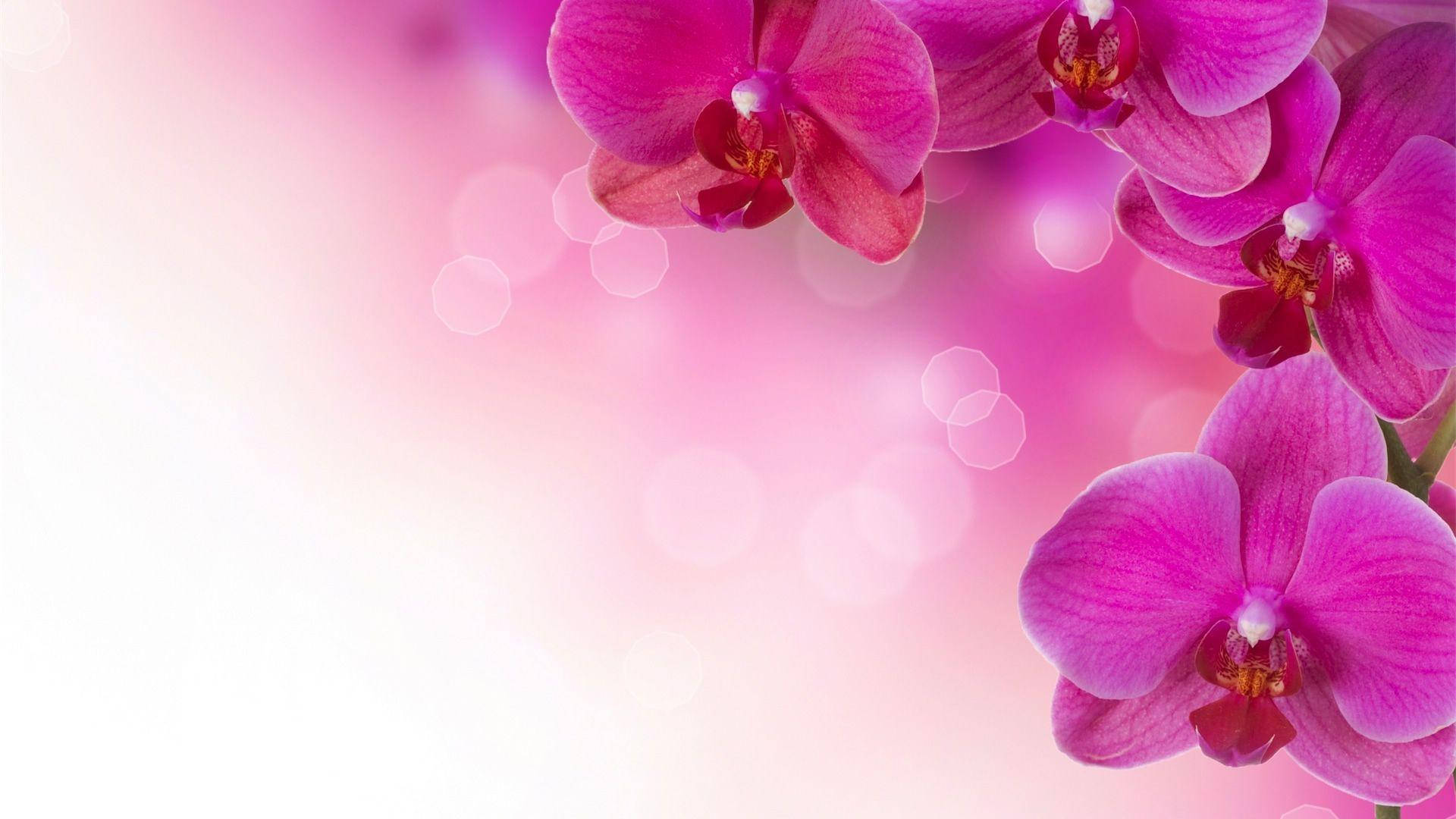 Flower Hd Pink Orchids