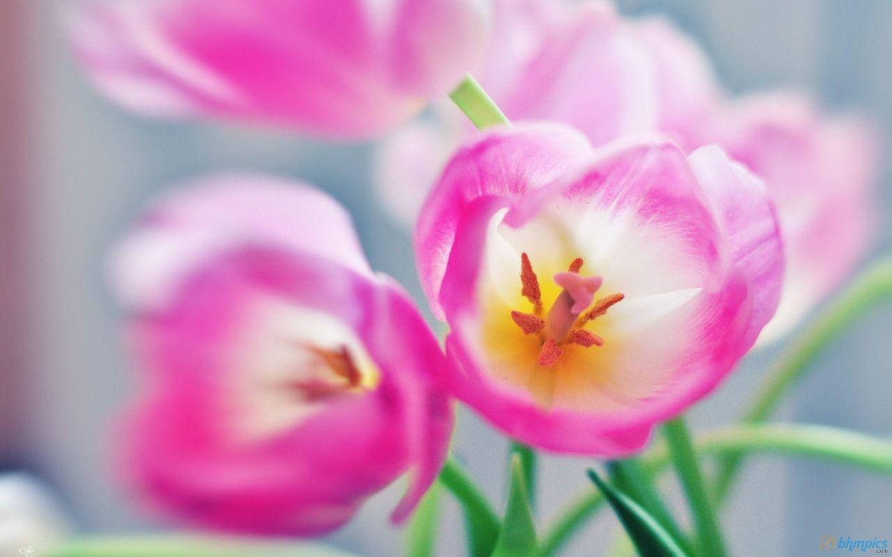 Flower Hd Pink Periwinkle Flowers Background