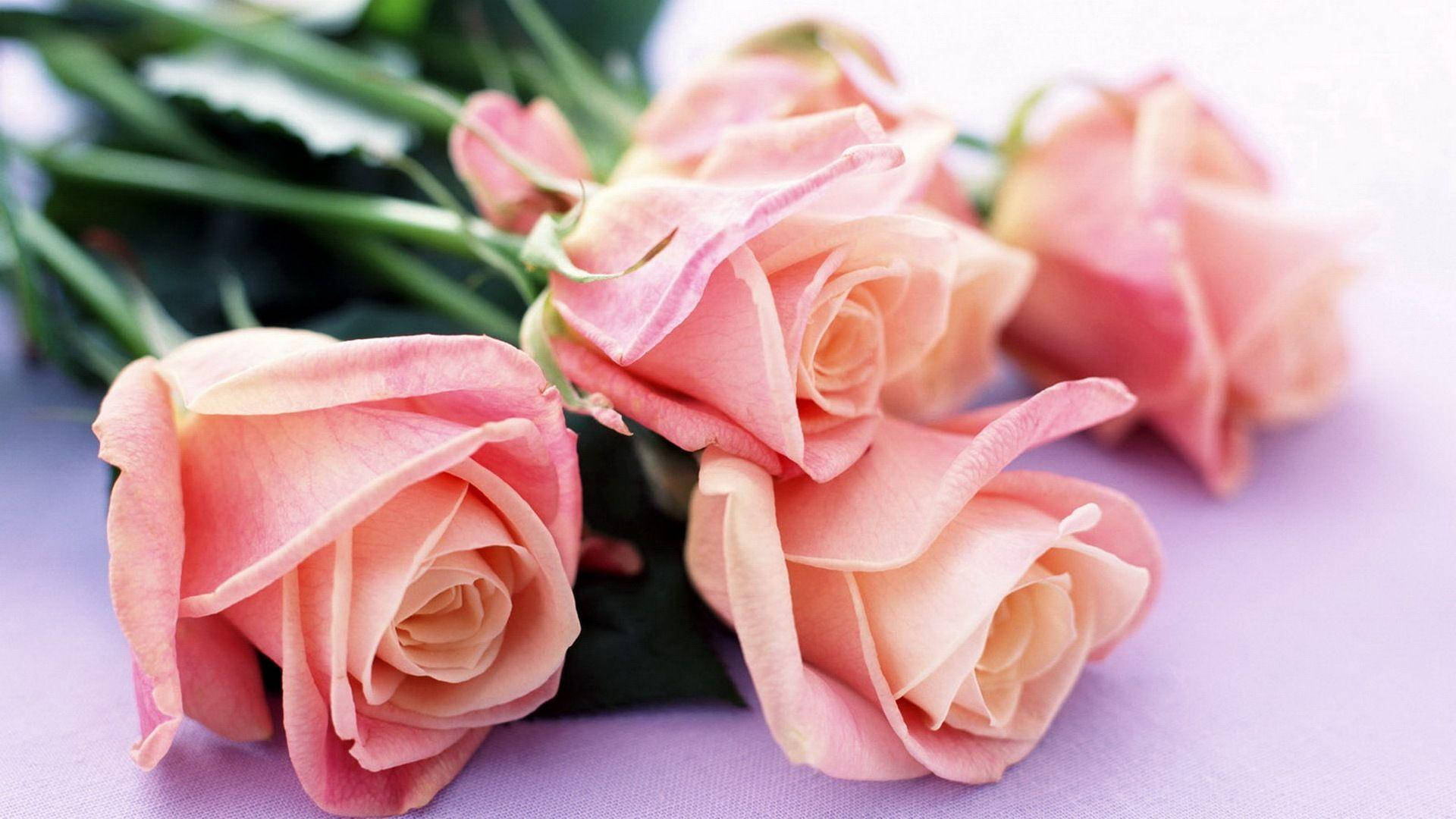 Flower Hd Rare Peach Roses Background