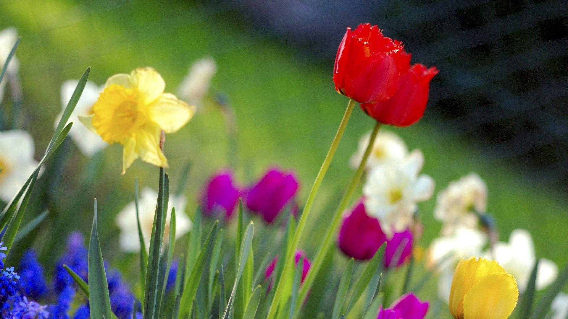 Flower Hd Red Tulips Background