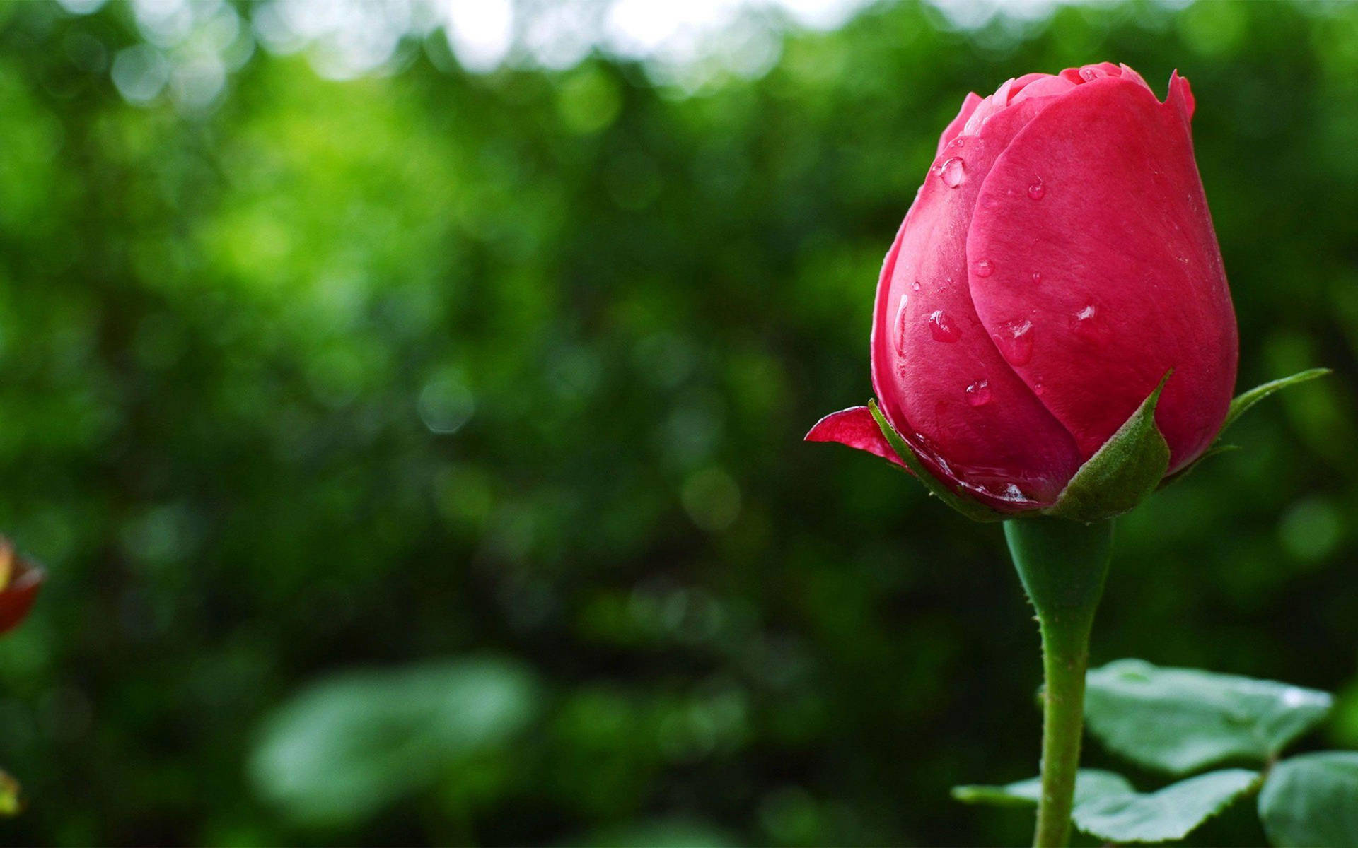 Flower Hd Rose Bud Background