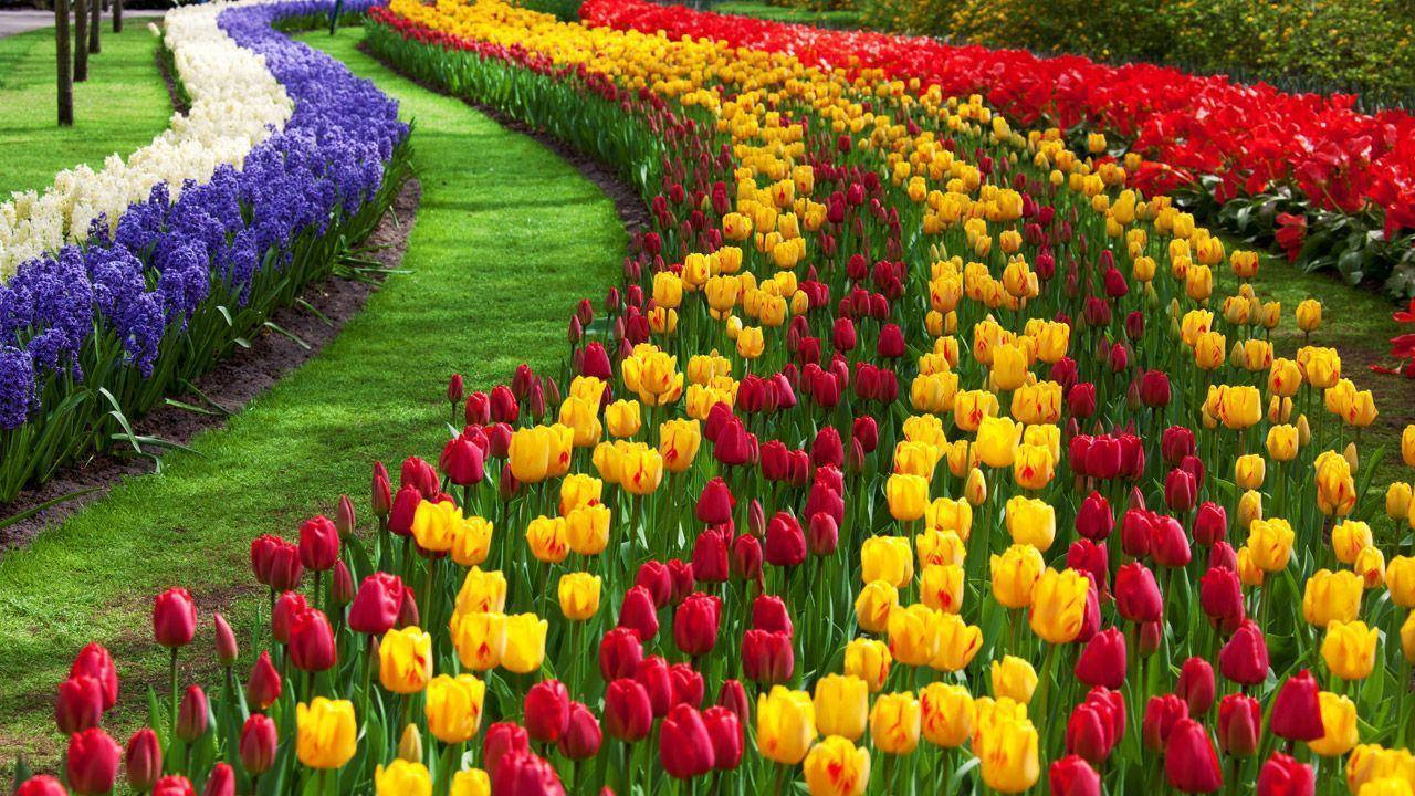 Flower Hd Tulip Garden Background